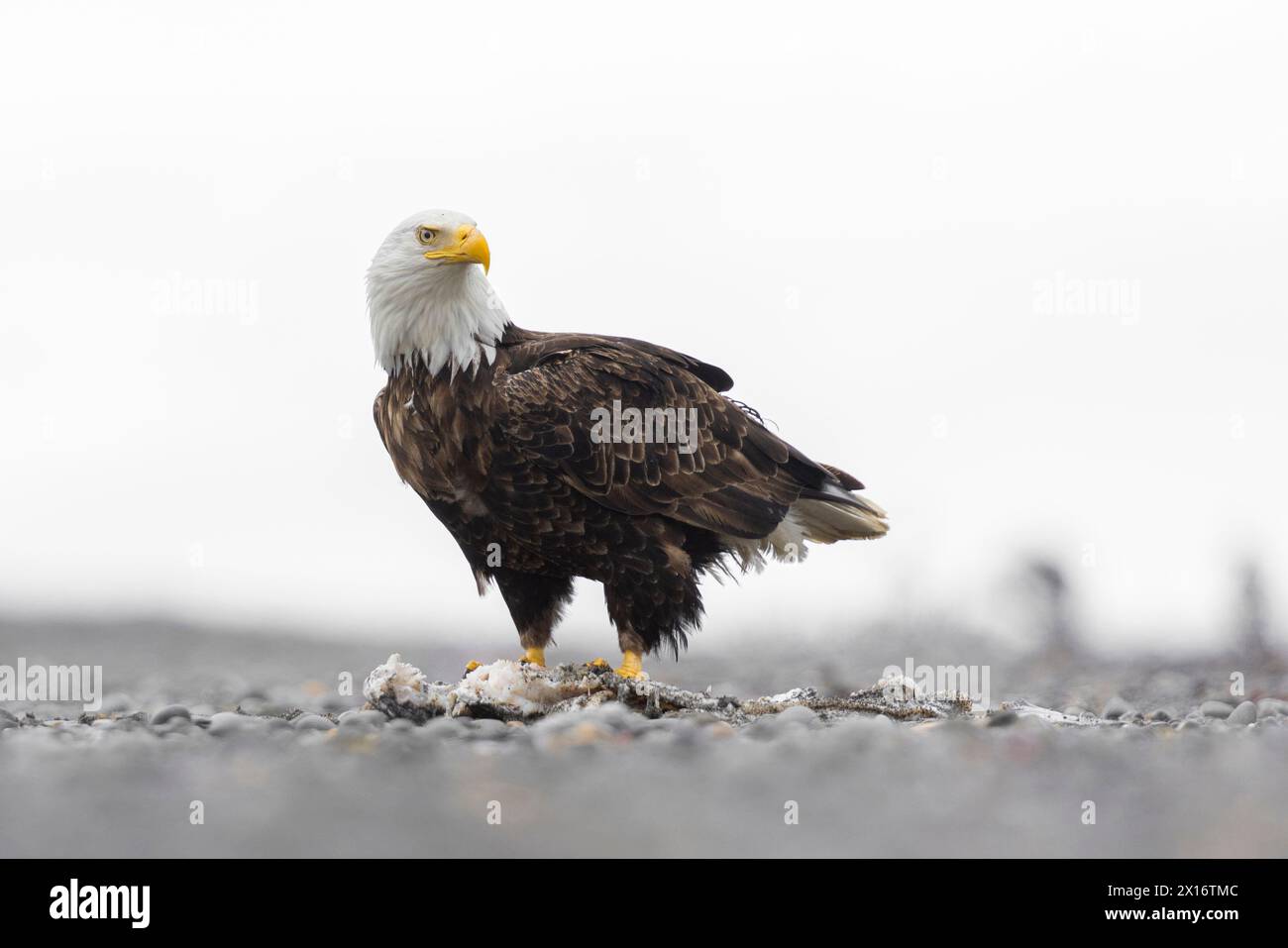 Aquila Calva (Haliaeetus leucocephalus), Ninilchik, Kenai, Alaska, Stati Uniti Foto Stock