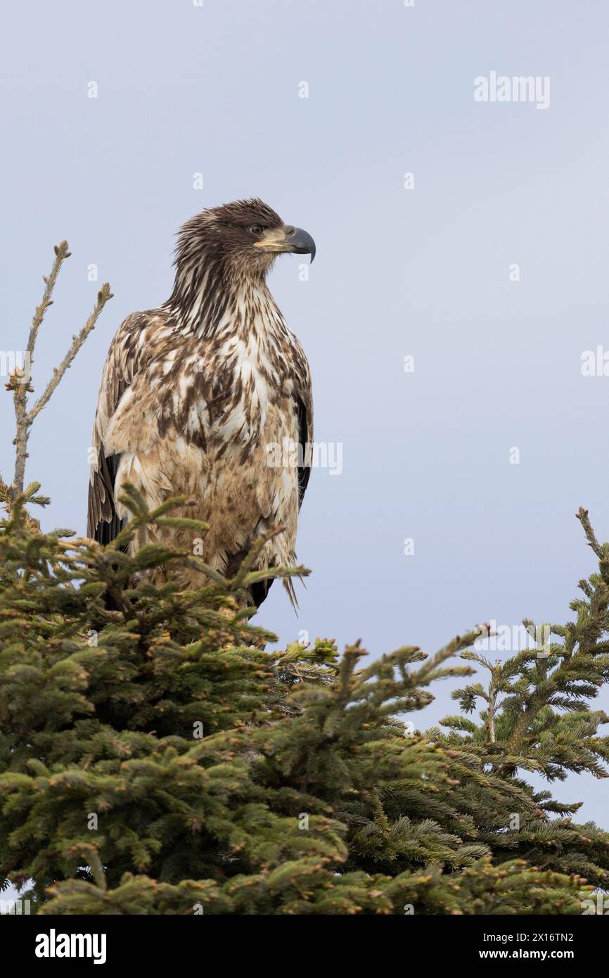 Giovane aquila calva (Haliaeetus leucocephalus), Ninilchik, Kenai, Alaska, Stati Uniti Foto Stock