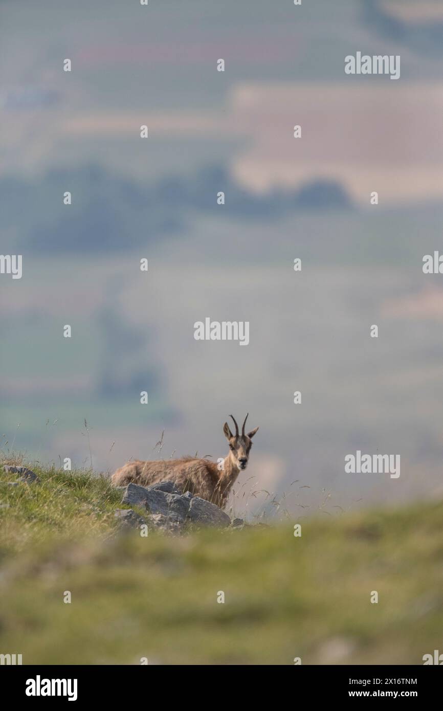 Chamis (Rupicapra Pyrenaica) sui Pirenei spagnoli, Spagna Foto Stock