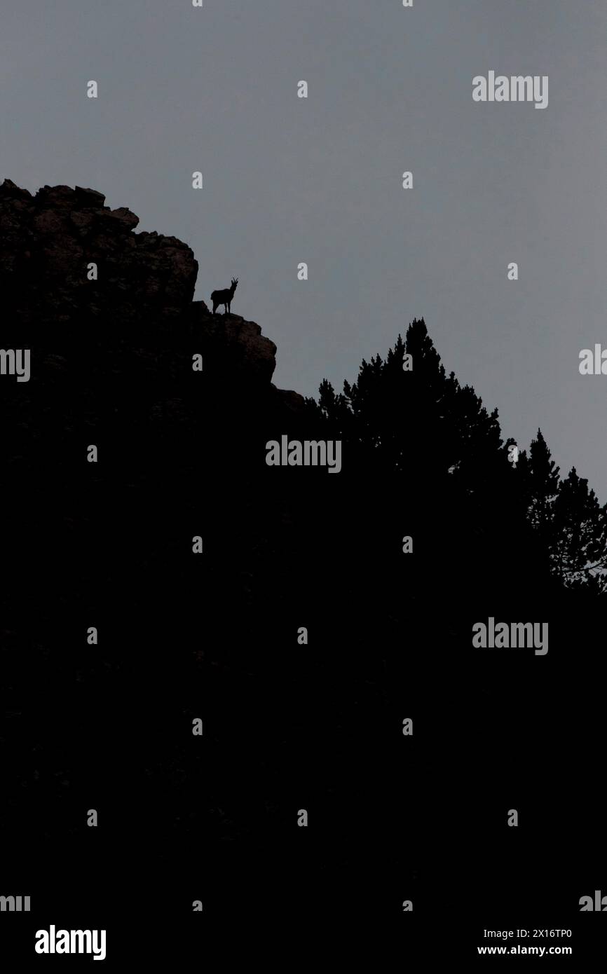 Chamis (Rupicapra Pyrenaica) sui Pirenei spagnoli, Spagna Foto Stock