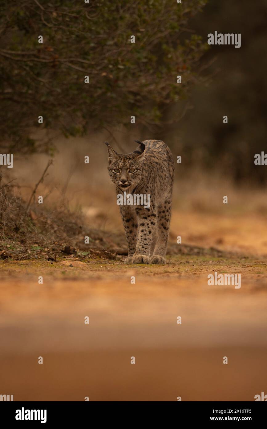 Lynx iberica, (Lynx pardinus), Castiglia, Spagna Foto Stock