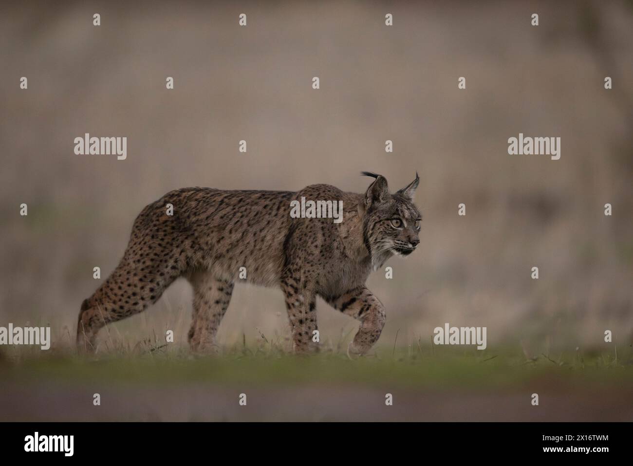 Lynx iberica, (Lynx pardinus), Castiglia, Spagna Foto Stock