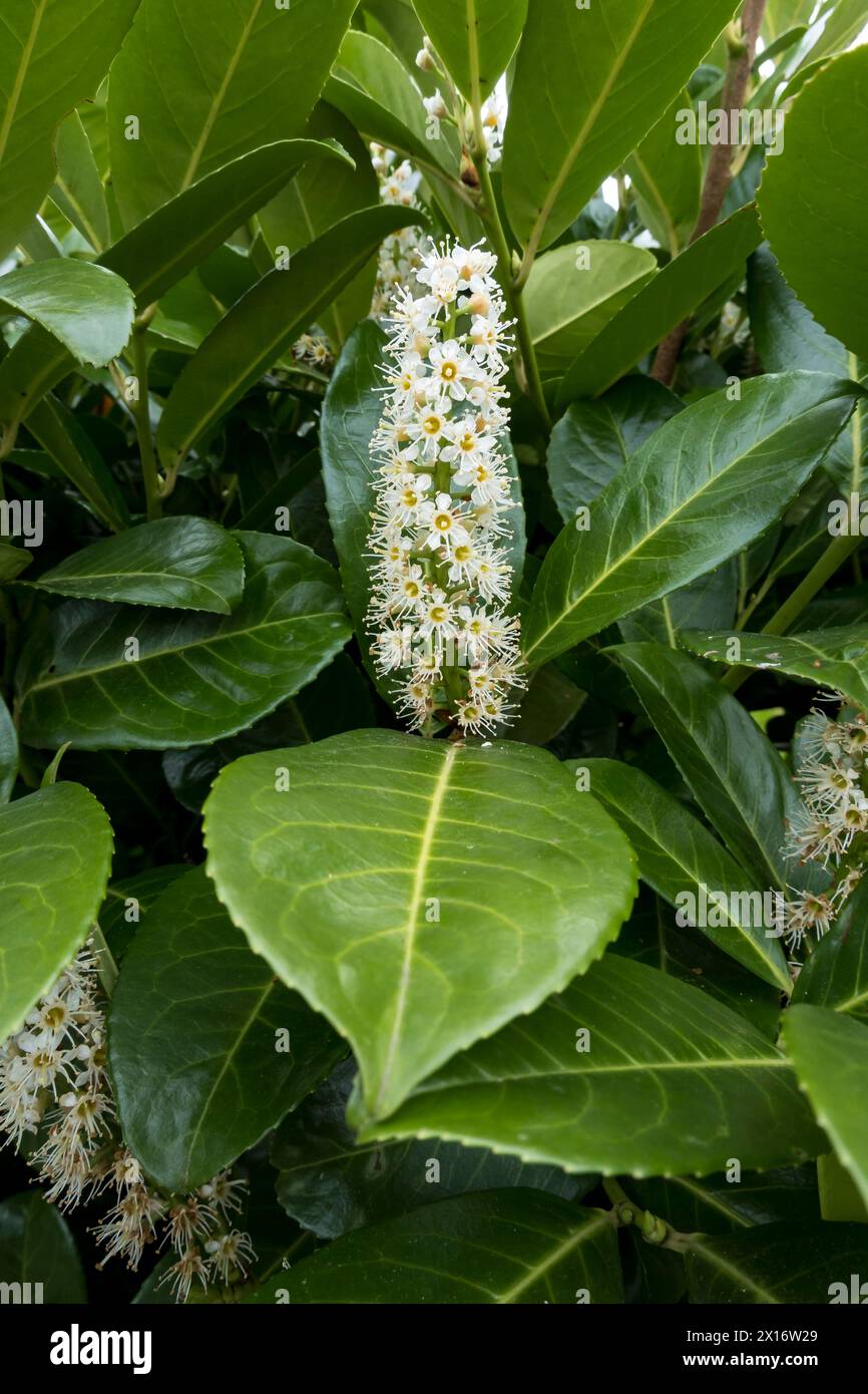 Fioritura dell'alloro del Portogallo Foto Stock