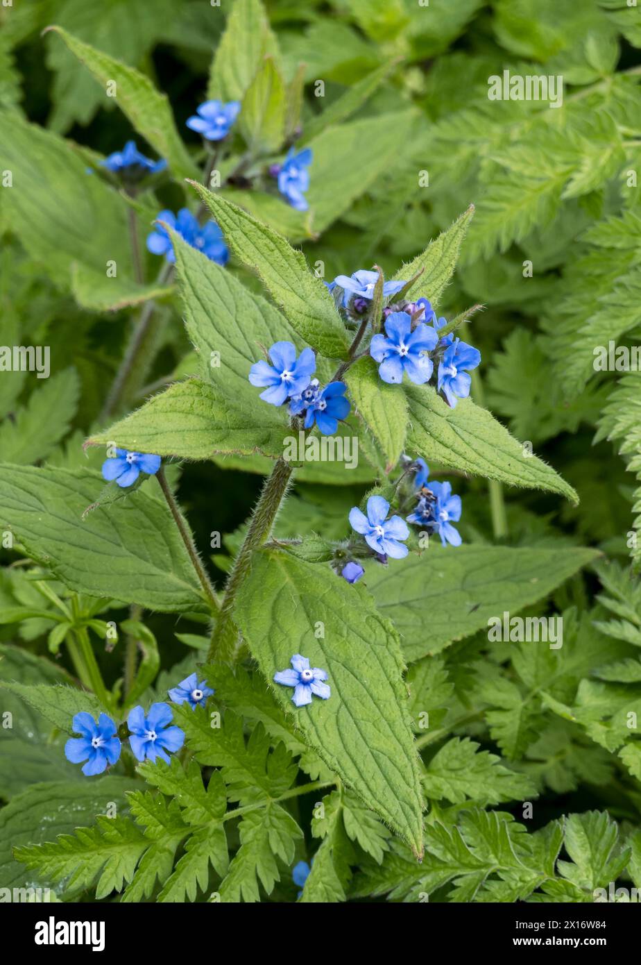 Fiore blu di Alkanet verde Foto Stock