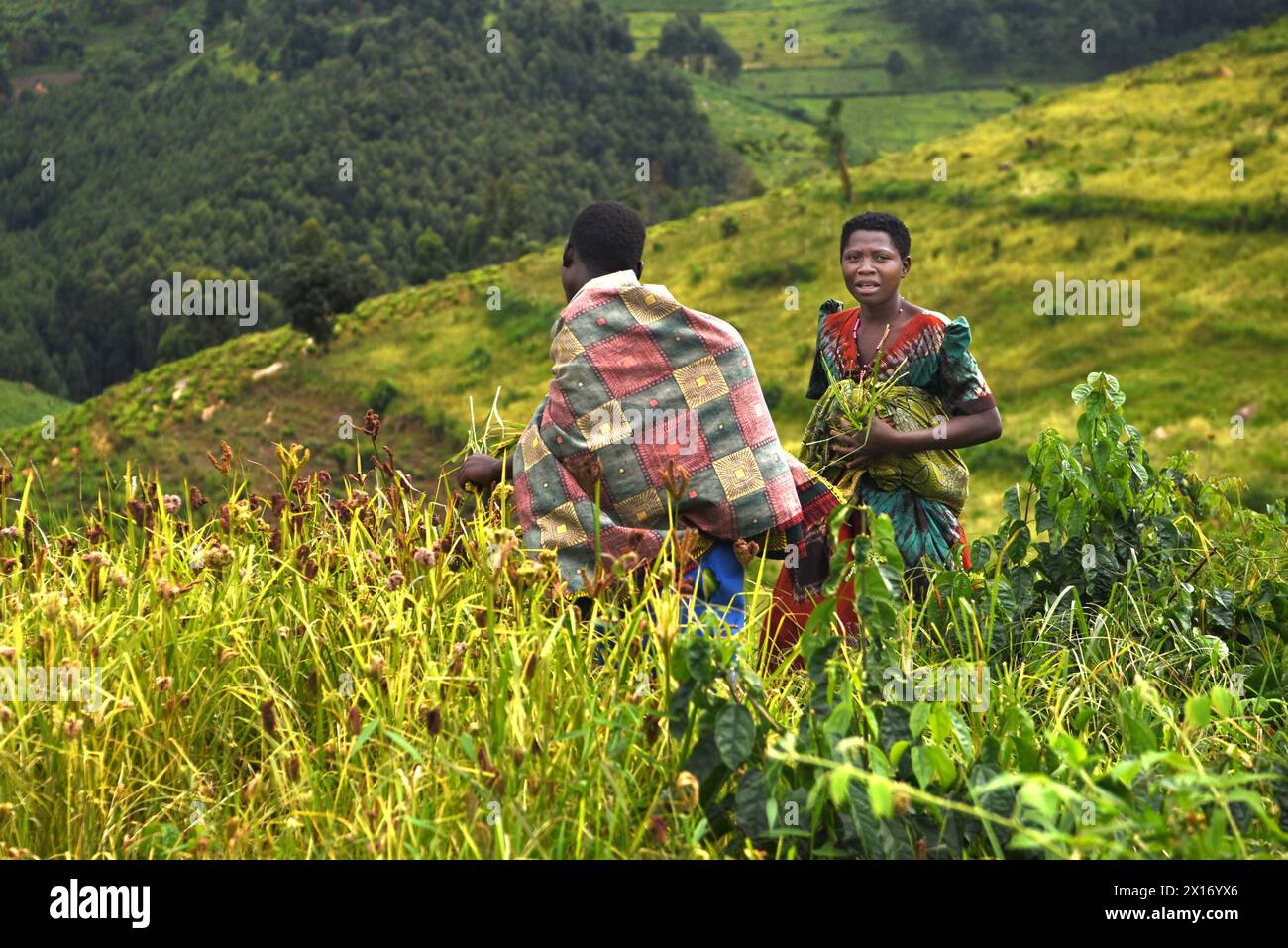 Tra i campi verdeggianti vicino al Parco Nazionale di Bwindi in Uganda, due donne ugandesi, adornate da vibranti abiti tradizionali, raccolgono diligentemente raccolti raccolti. Te Foto Stock