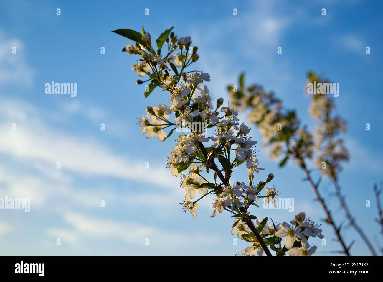 Un ramo di ciliegio con fiori bianchi nei raggi del sole della sera sullo sfondo di nuvole e cielo blu e altri rami Foto Stock