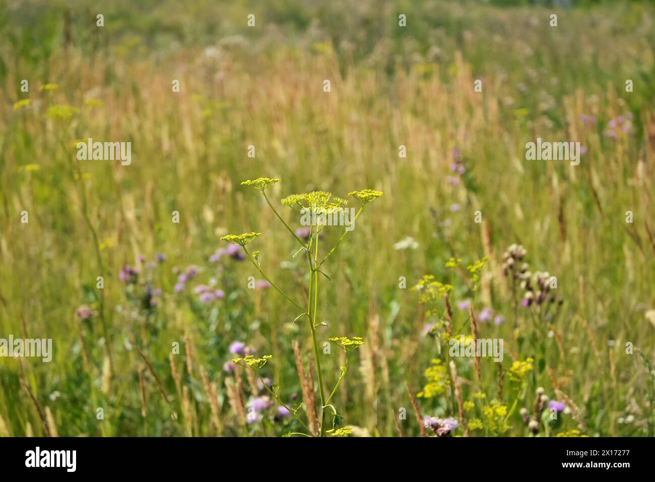 Primo piano di una pianta di Eracleo sullo sfondo di erba di steppa e fiori Foto Stock