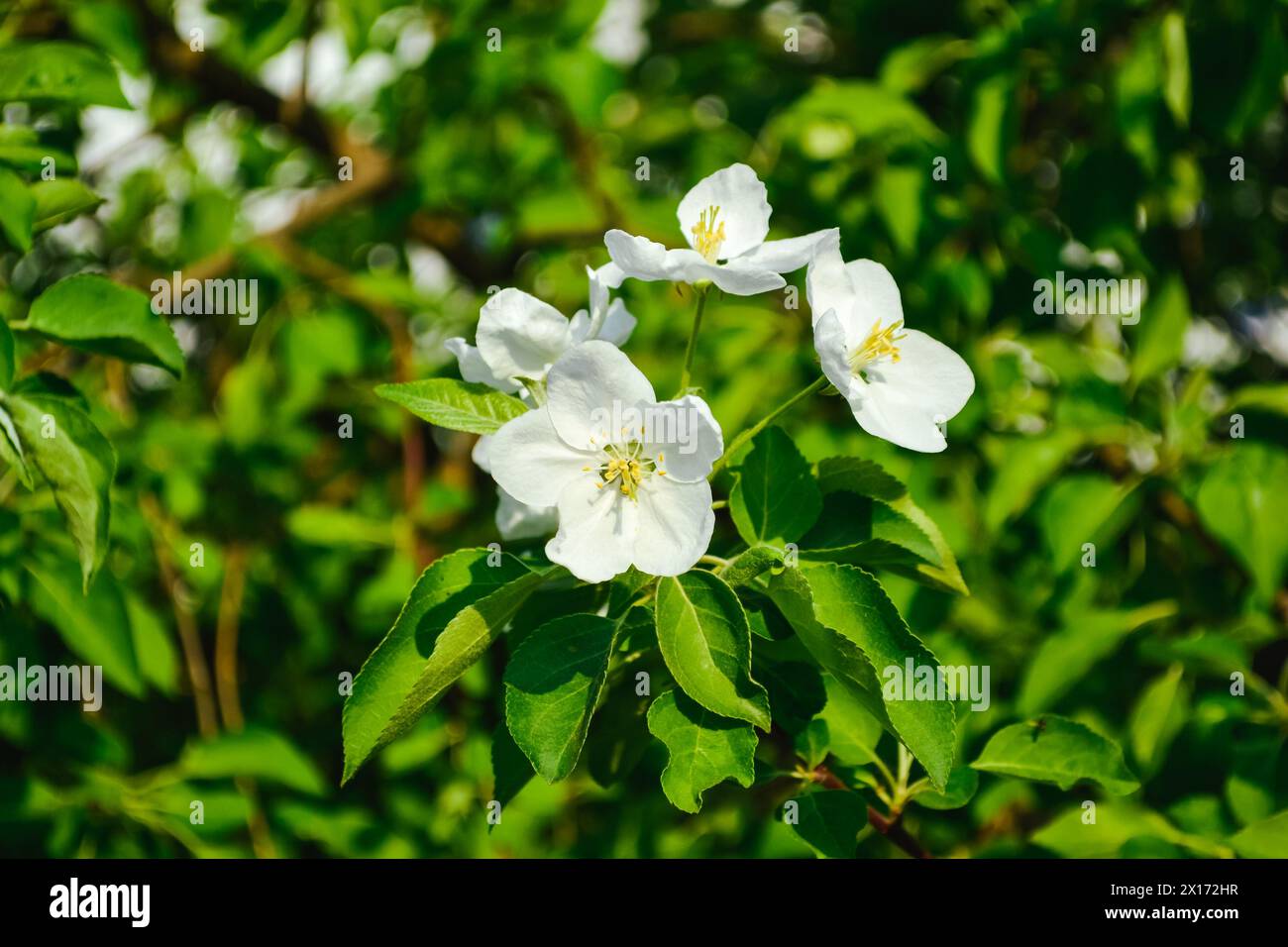 Fiori di mela bianchi con stami gialli primo piano su uno sfondo di foglie verdi brillanti Foto Stock