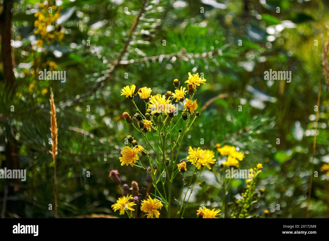 Fiori gialli in erba verde nella foresta estiva da vicino Foto Stock