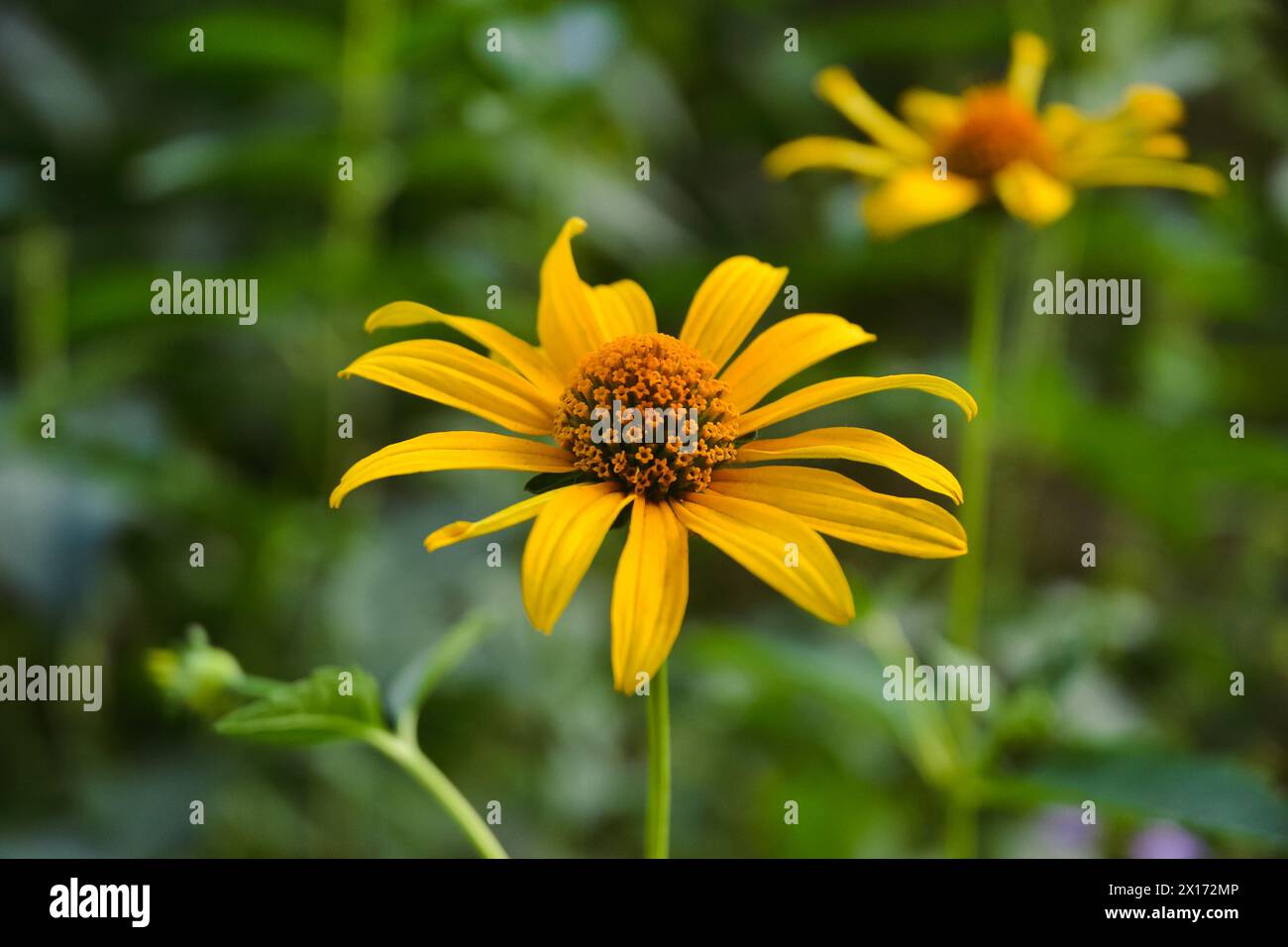 Fiore giallo di eliopsi con ampi petali primo piano sullo sfondo dell'erba verde nel bokeh Foto Stock