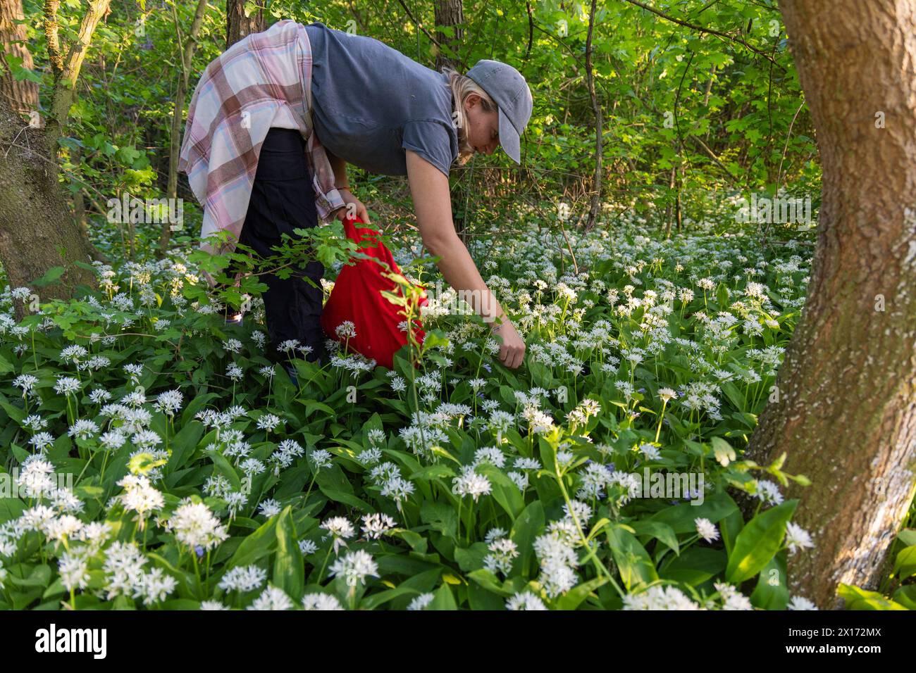 Una giovane donna sta raccogliendo le foglie dell'aglio dell'orso che fiorisce nella foresta Foto Stock