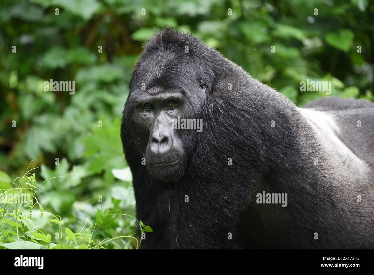 Un maestoso gorilla silverback, con la sua potente presenza, sbircia attraverso il fitto fogliame della Foresta impenetrabile di Bwindi, mostrando la bellezza selvaggia di A. Foto Stock