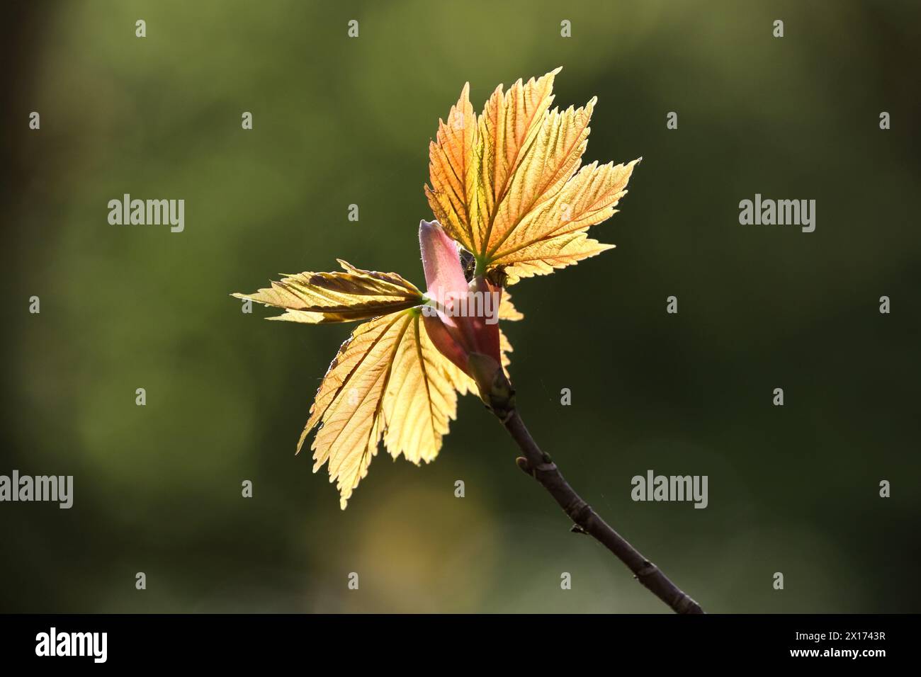 Foglie di Sycamore appena emerse (Acer pseudoplatanus) retroilluminate dal sole, Teesdale, County Durham, Regno Unito Foto Stock