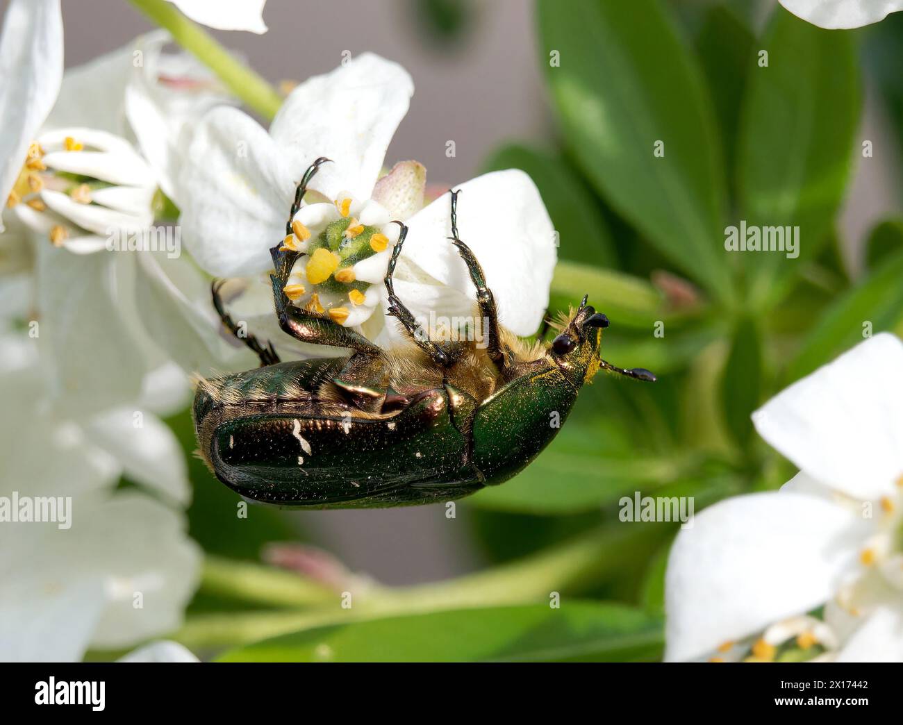 Chafer di rosa, chafer di rosa verde, Goldglänzender Rosenkäfer, Cétoine dorée, Cetonia aurata, aranyos rózsabogár, Budapest, Ungheria, Magyarország, Europa Foto Stock