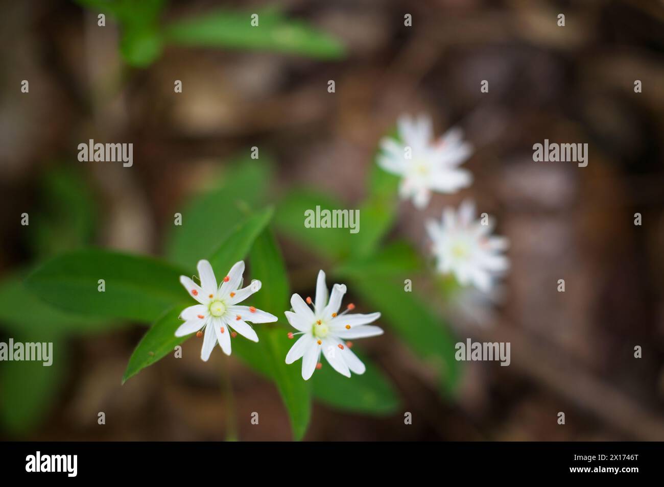 Stati Uniti: 04-15-2024; Una zona nativa di Trillium a fiore grande è in piena pianto lungo un piccolo torrente nelle Blue Ridge Mountains della Virginia. Il Foto Stock