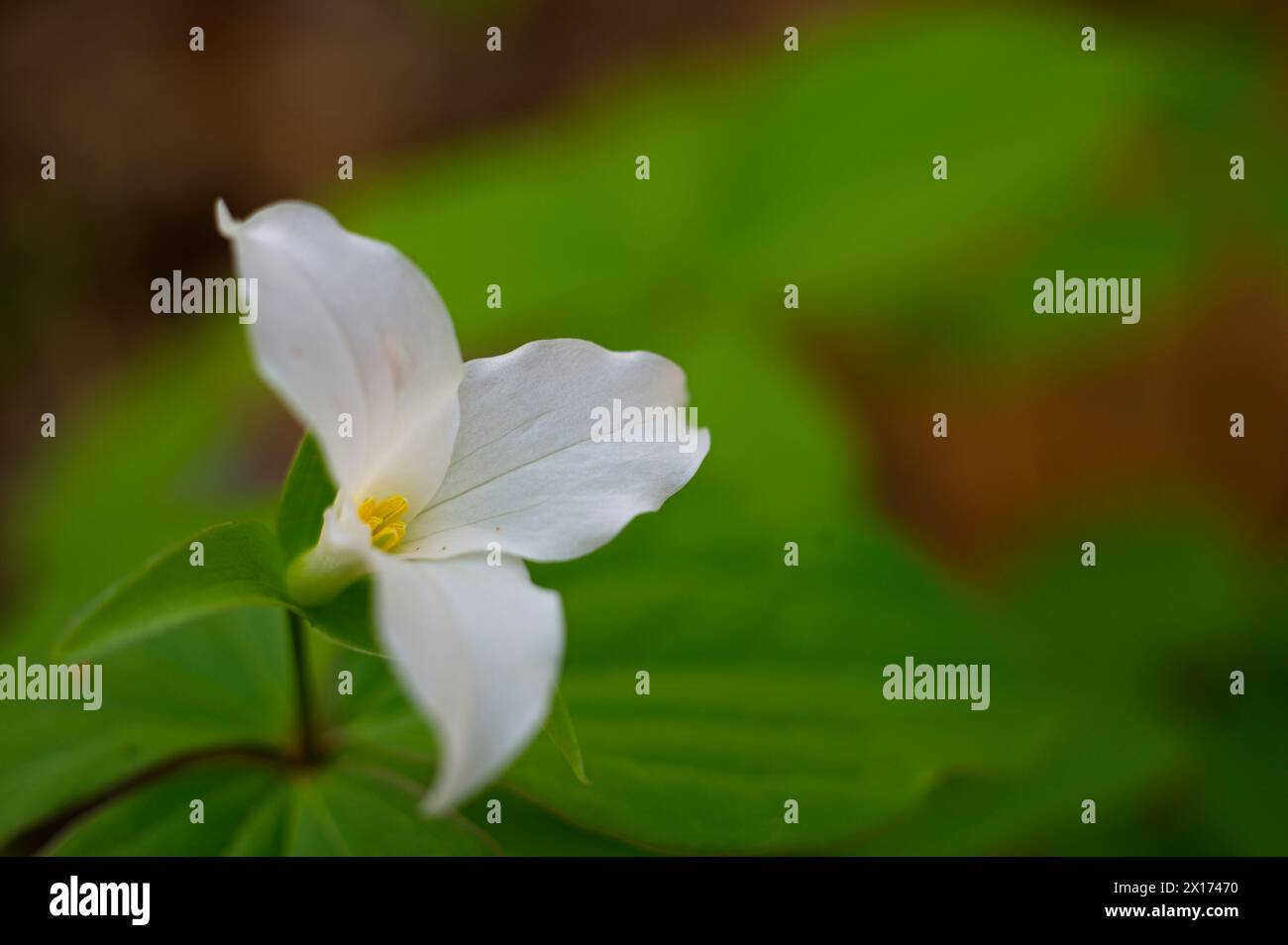 Stati Uniti: 04-15-2024; Una zona nativa di Trillium a fiore grande è in piena pianto lungo un piccolo torrente nelle Blue Ridge Mountains della Virginia. Il Foto Stock