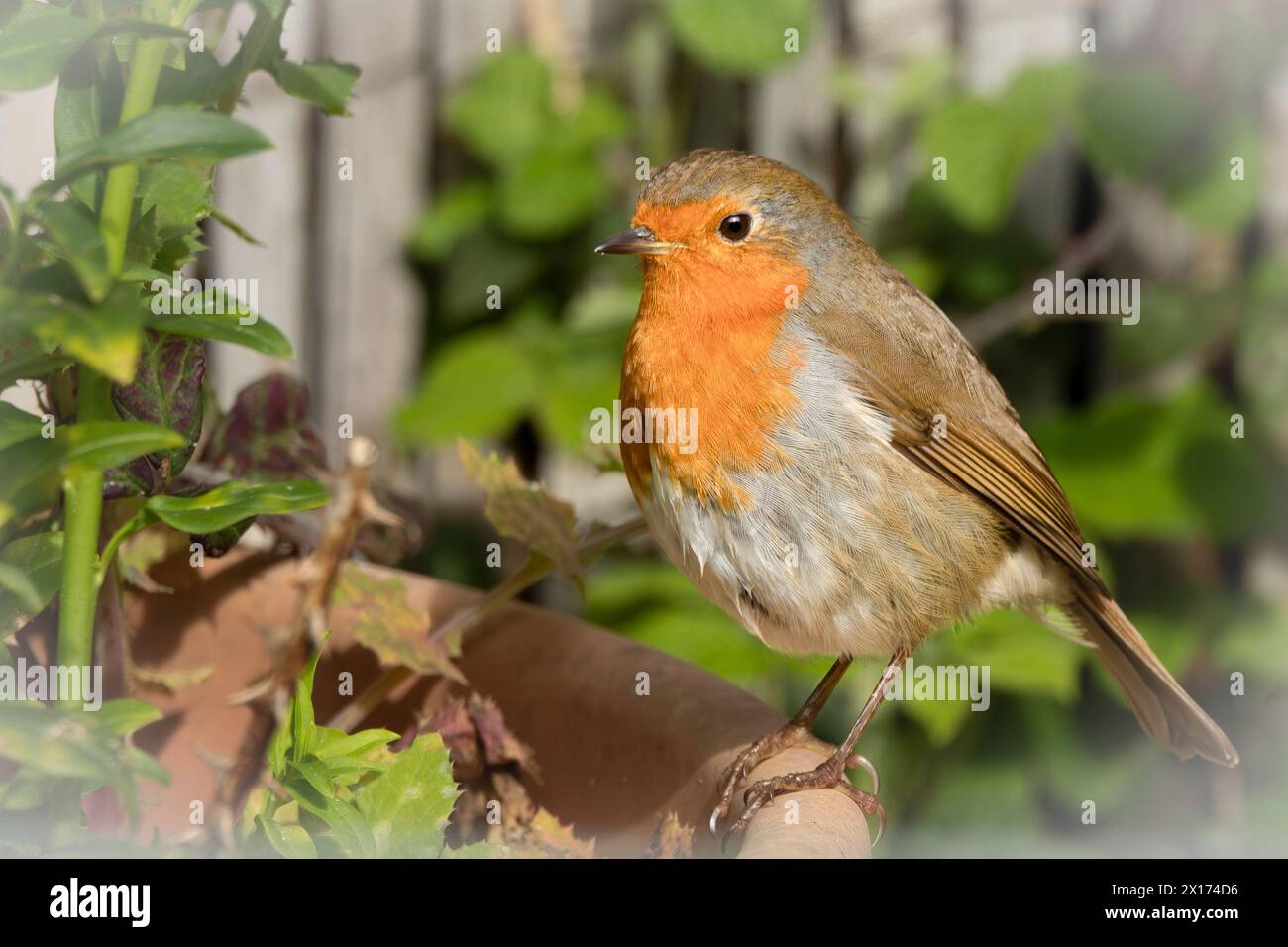 Robin, European Robin, arroccato o in volo in un Bedfordshire Garden UK Foto Stock