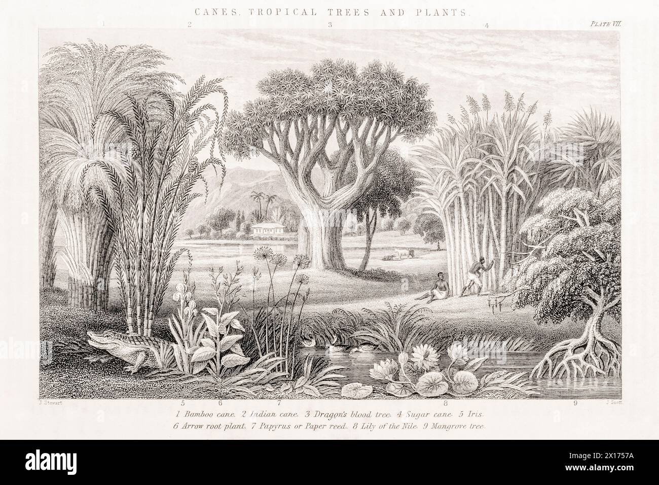 1872 quadro botanico vittoriano in William Rhind: Canne, alberi tropicali e piante. Mostra canna da zucchero, Papiro, bambù, mangrovie, albero del sangue del drago. Foto Stock