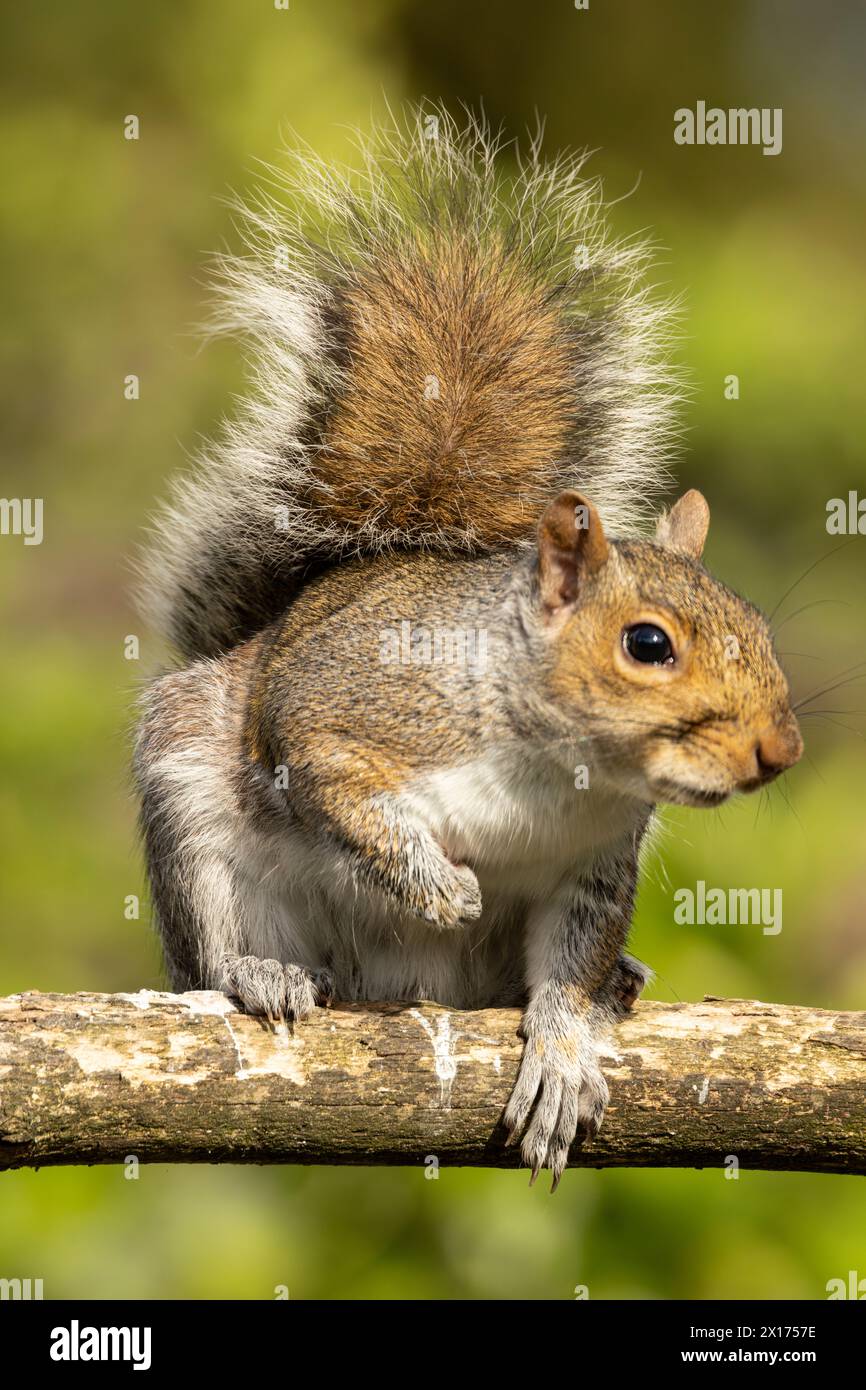 Eastern Gray Squirrel, Squirrel, nella campagna e nei giardini del Bedfordshire, Regno Unito Foto Stock