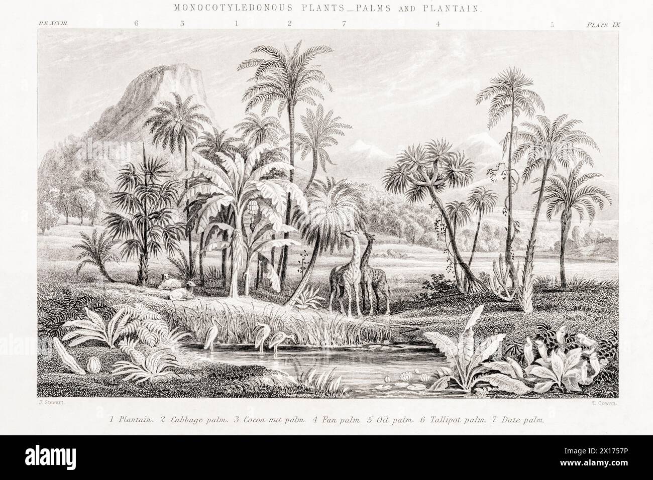 1872 foto botanica vittoriana in William Rhind: Monocots - Palms & Plantain. Mostra Plantain, Cabbage Palm, Coconut, fan, Oil e Talipot Palms. Foto Stock