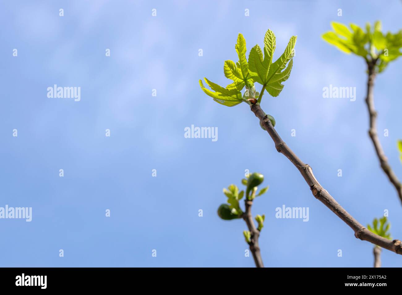 Primo piano Di Un albero di fico ad Amsterdam Paesi Bassi 14-4-2024 Foto Stock