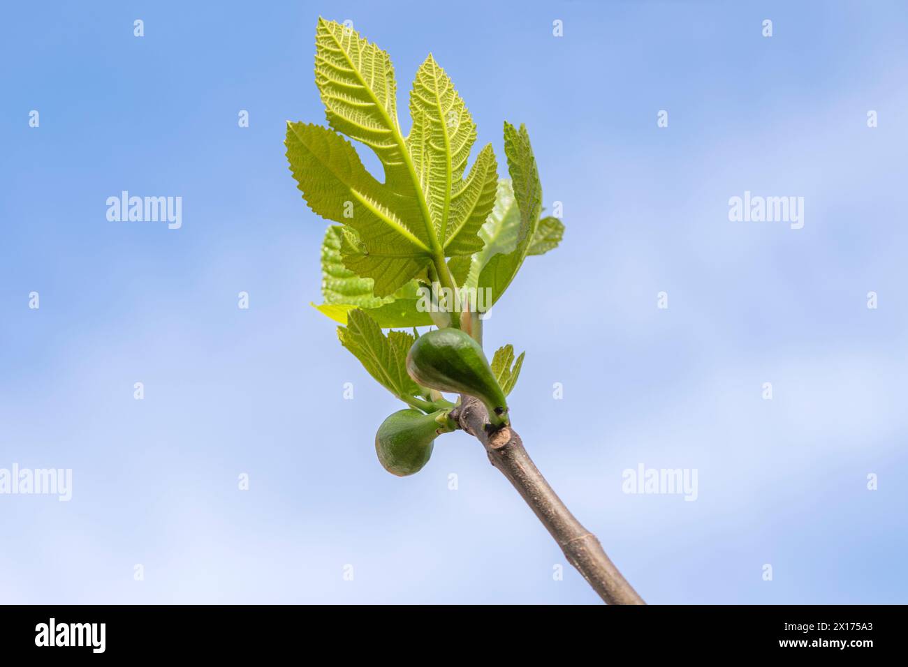 Primo piano Di Un albero di fico ad Amsterdam Paesi Bassi 14-4-2024 Foto Stock
