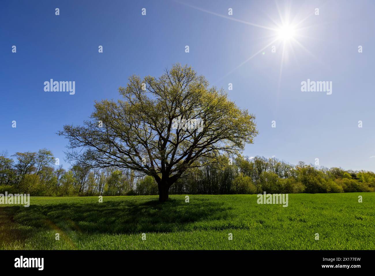 Una sola quercia alta in un campo con erba verde, nuovo fogliame su una quercia in un campo con grano verde Foto Stock