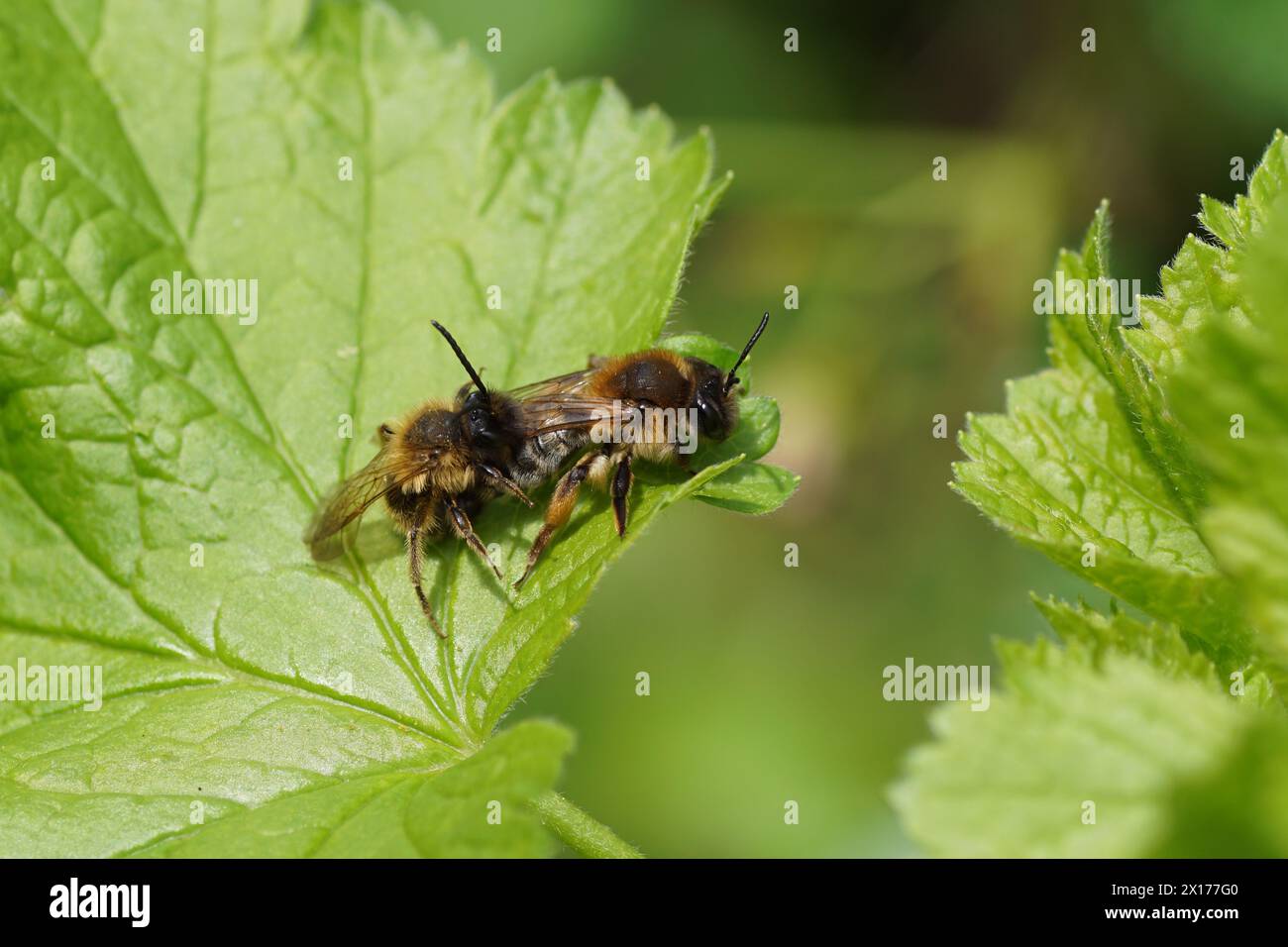 Maschio e femmina Grigio-gastered Mining Bee, Andrena tibialis. Api minerarie di famiglia, Andrenidae. Accoppiamento. Sulle foglie dell'arbusto jostaberry Foto Stock