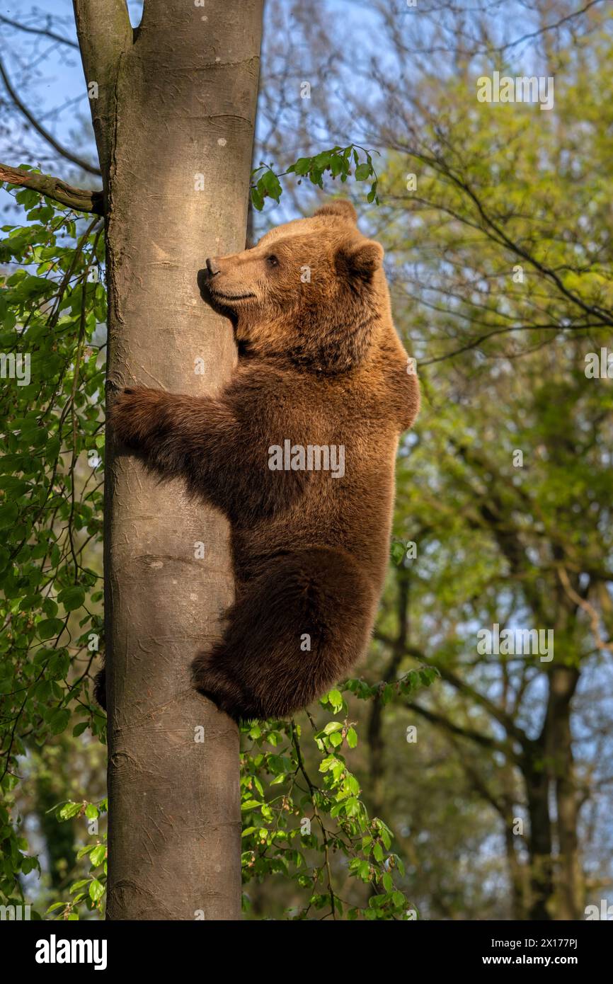 Orso bruno europeo (Ursus arctos) che si arrampica sull'albero nella foresta Foto Stock