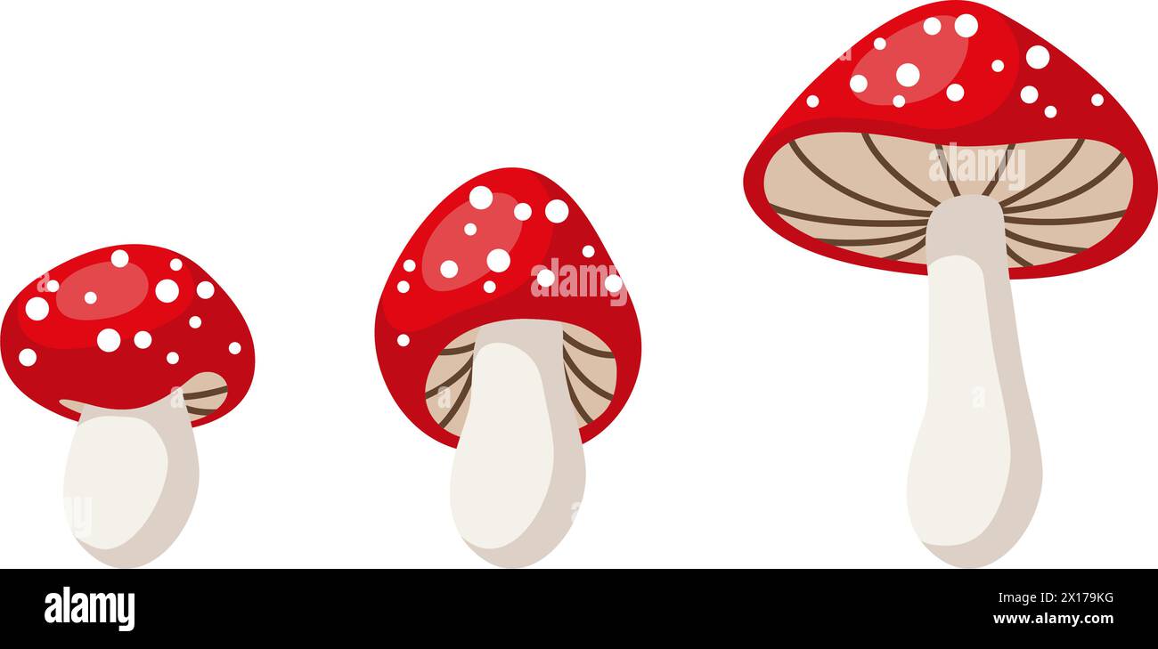 funghi carini vettoriali isolati su sfondo bianco. fasi di crescita dei funghi. amanita muscaria (mosca agarica) fungo, toadstool Illustrazione Vettoriale