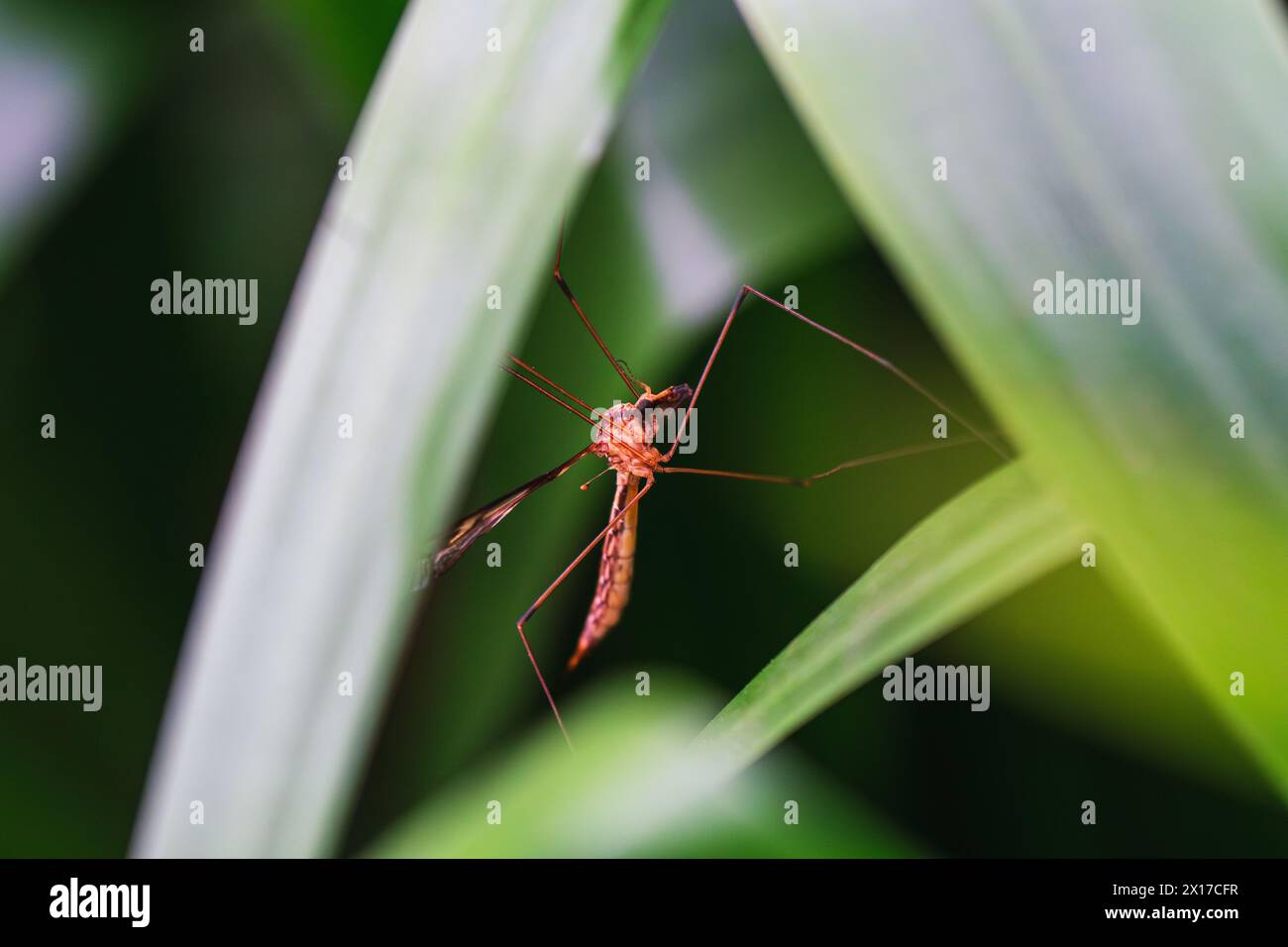 Una delicata mosca della gru si trova tra le verdeggianti lame d'erba Foto Stock
