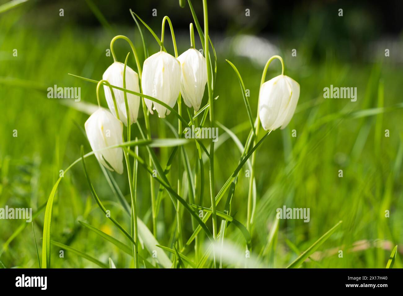 Fritillario della testa di serpente bianco - Fritillaria meleagris Foto Stock