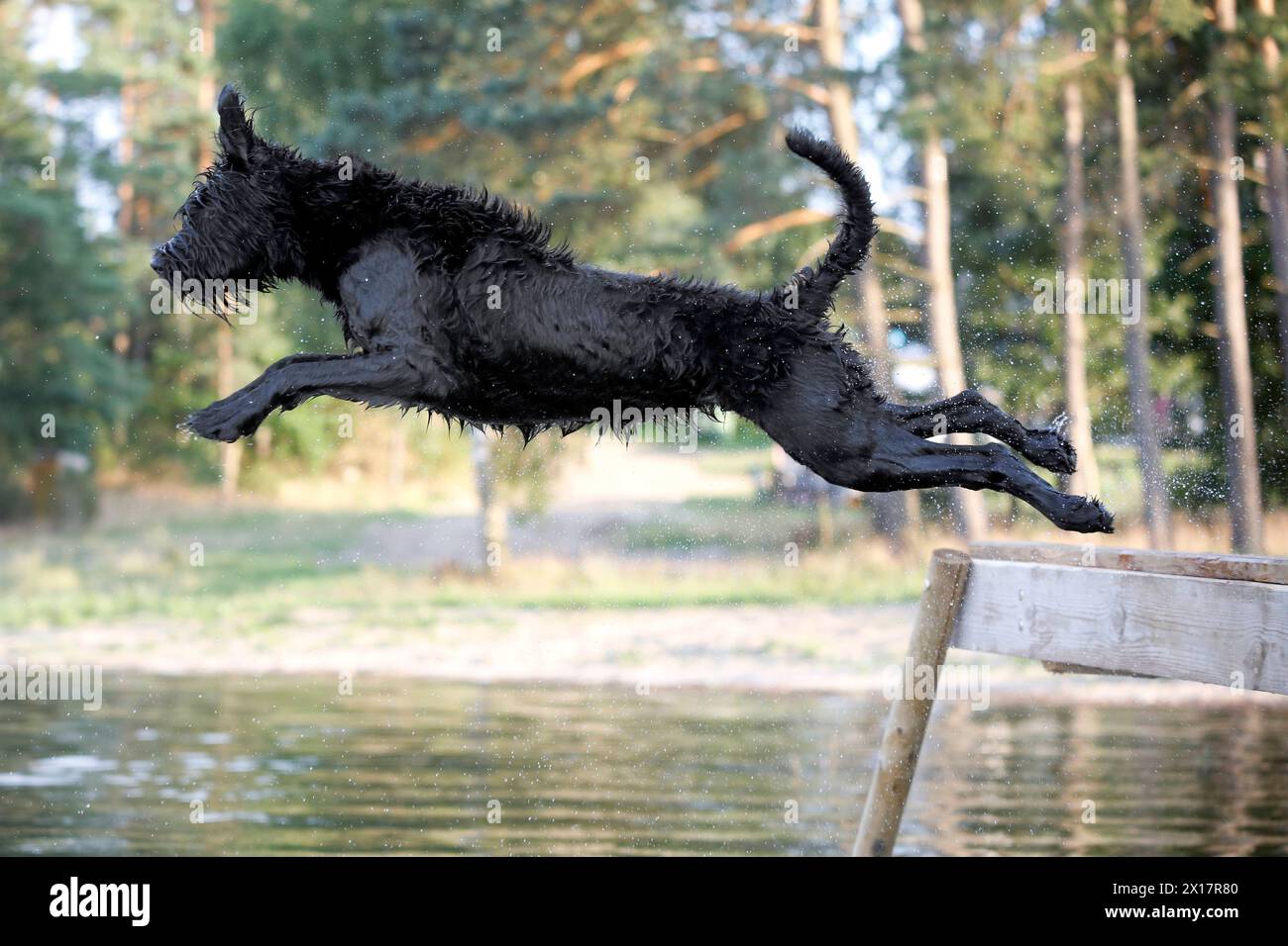 28.07.2020, Lanken, Grosspolen, PLN - Nasser Hund springt von einem Steg ins Wasser. Absprung, aussen, Aussenaufnahme, bewegen, Bewegung, domestiziert, Europa, europaeisch, fauna, Gesellschaft, Gewaesser, Grosspolen, Haltung, Haushund, Haustier, Haustierhaltung, Heimtier, hinein, hineinspringen, Hund, Hundehaltung, Hundeleben, Hunderasse, Jahreszeit, Lanken, Lipka, Naesse, nass, natur, niemand, Osteuropa, Polen, polnisch, QF, Querformat, Riesenschnauzer, vedi, Sommer, primavera, molla, Tier, Tierhaltung, Tierreich, Tierwelt, Wasser 200728D261POLEN.JPG *** 28 07 2020, Lanken, grande Polonia, PLN Foto Stock