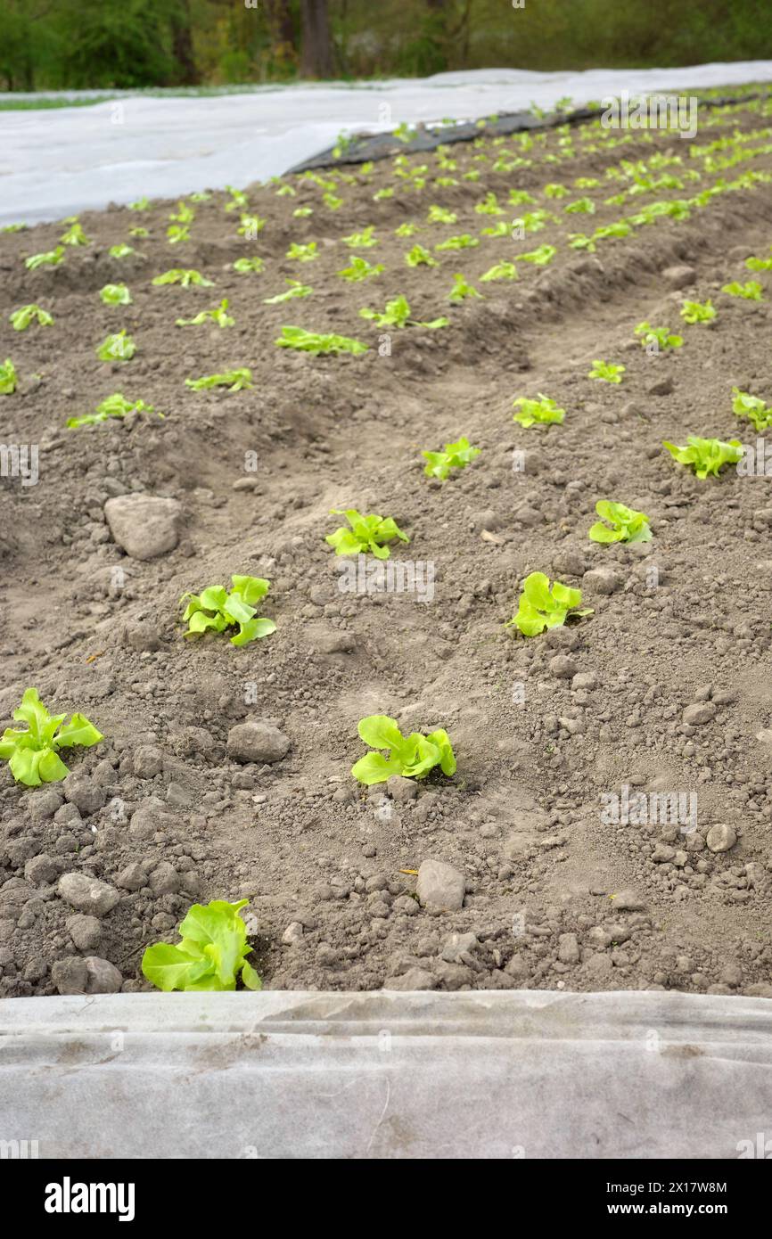 Azienda agricola biologica con piante di copertura agrotessile non tessute, focalizzata sul primo piano. Foto Stock