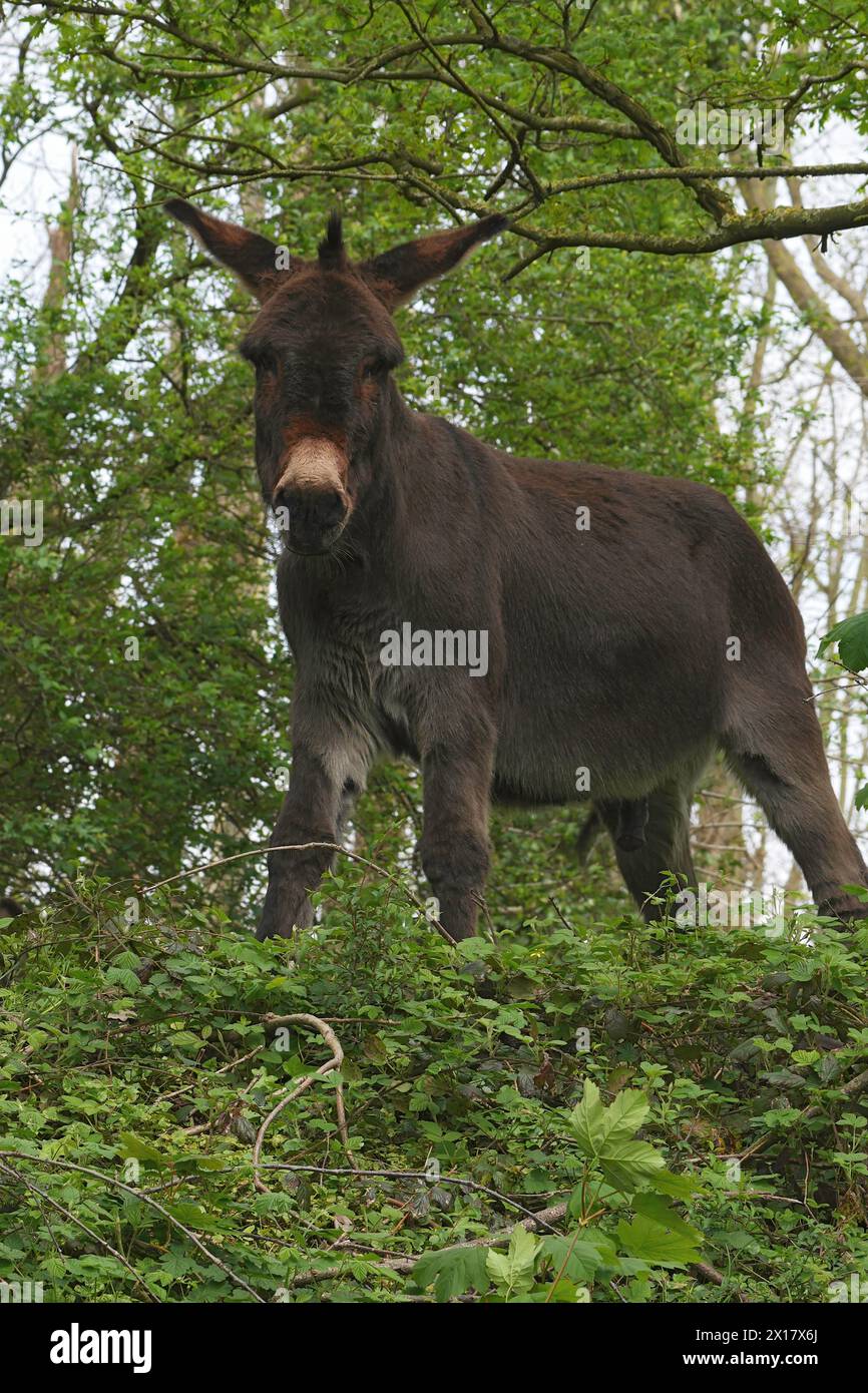 Primo piano verticale naturale su un asino, Equus africanus asinus, in piedi su una collina Foto Stock