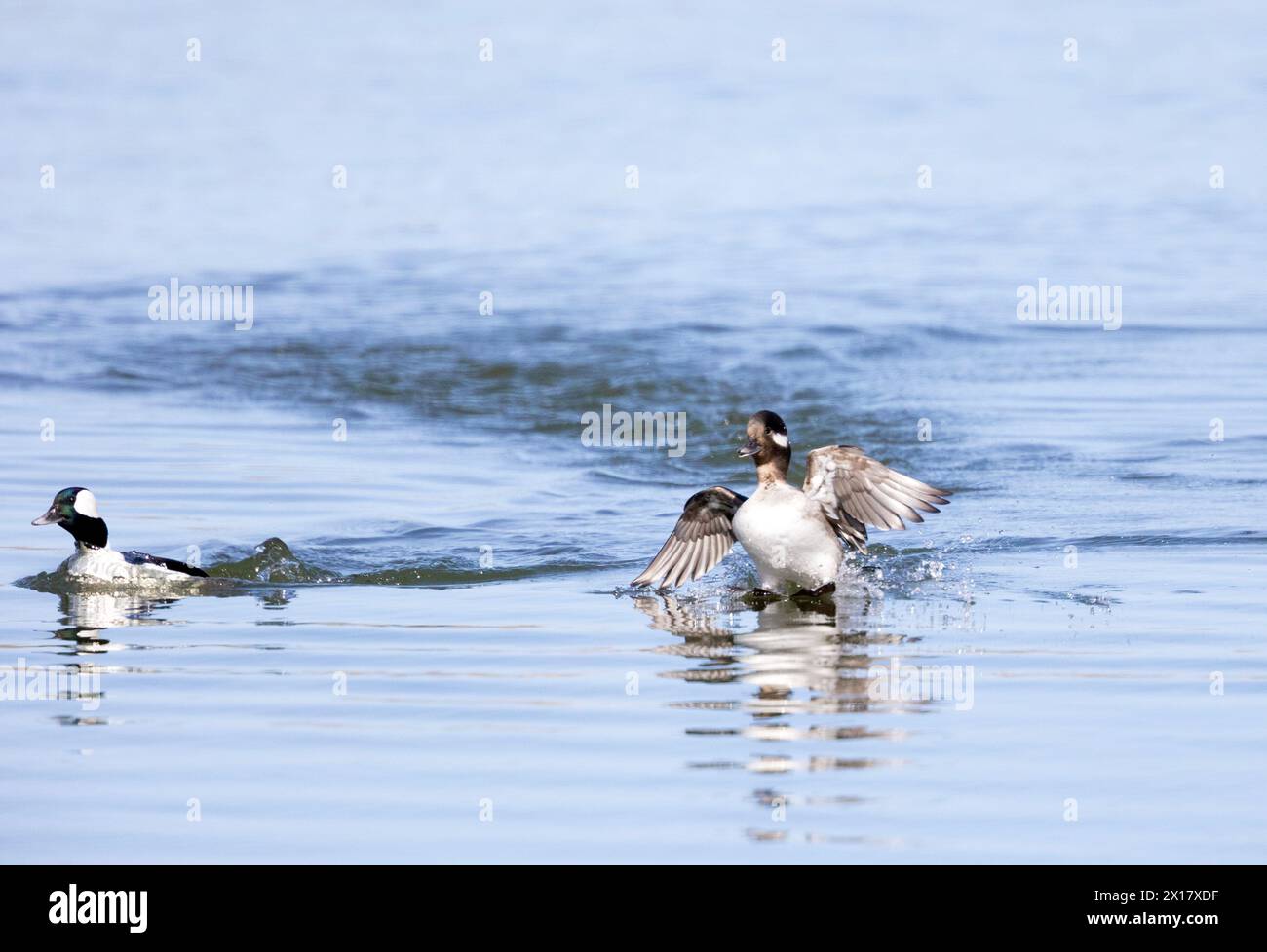 Atterraggio a spruzzo femmina Bufflehead Foto Stock