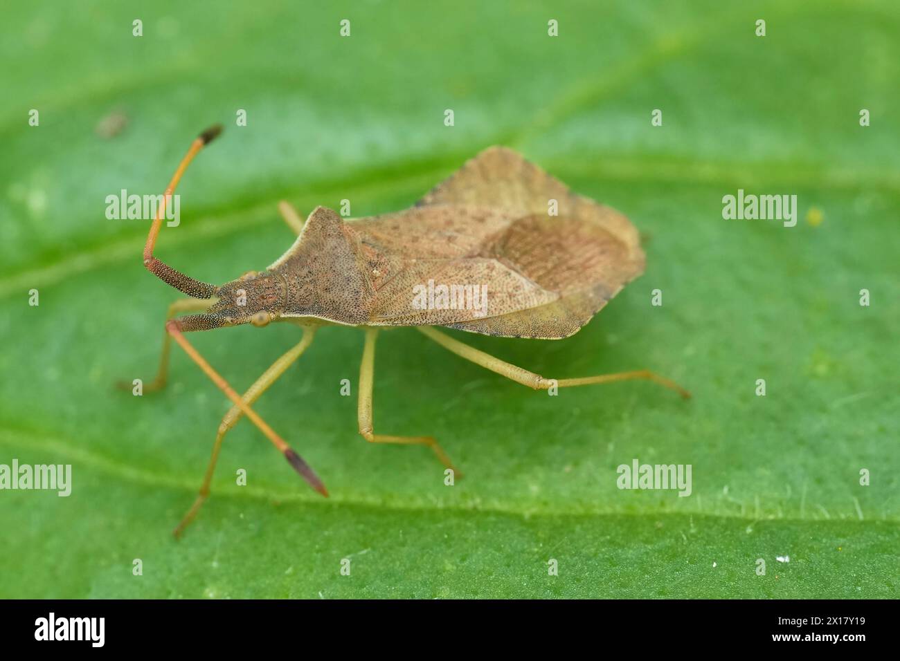 Primo piano naturale sulla cimice della scatola europea, Gonocerus acuteangulatus Foto Stock