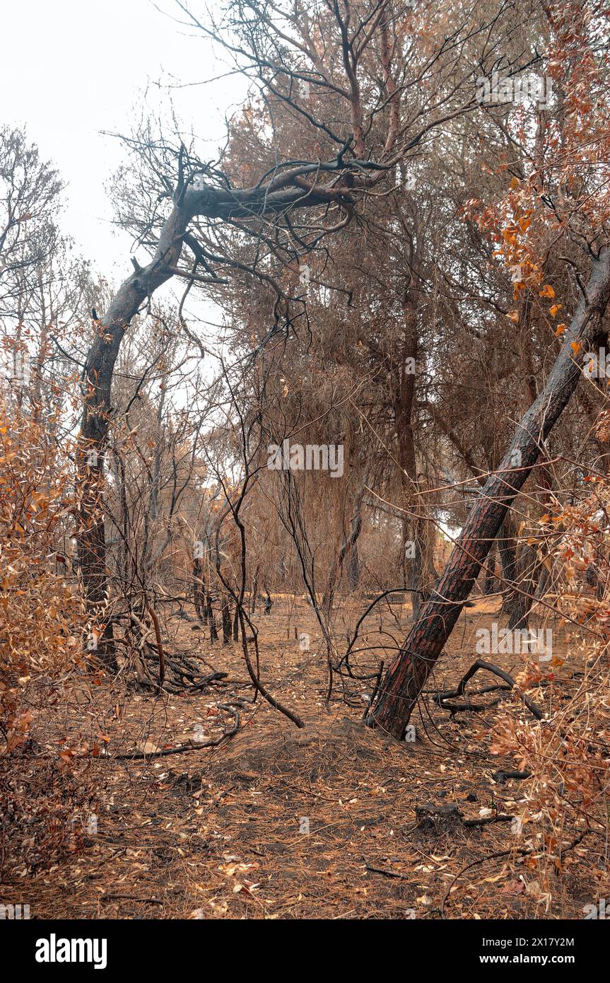Fotografia verticale di una pineta bruciata. Foto Stock