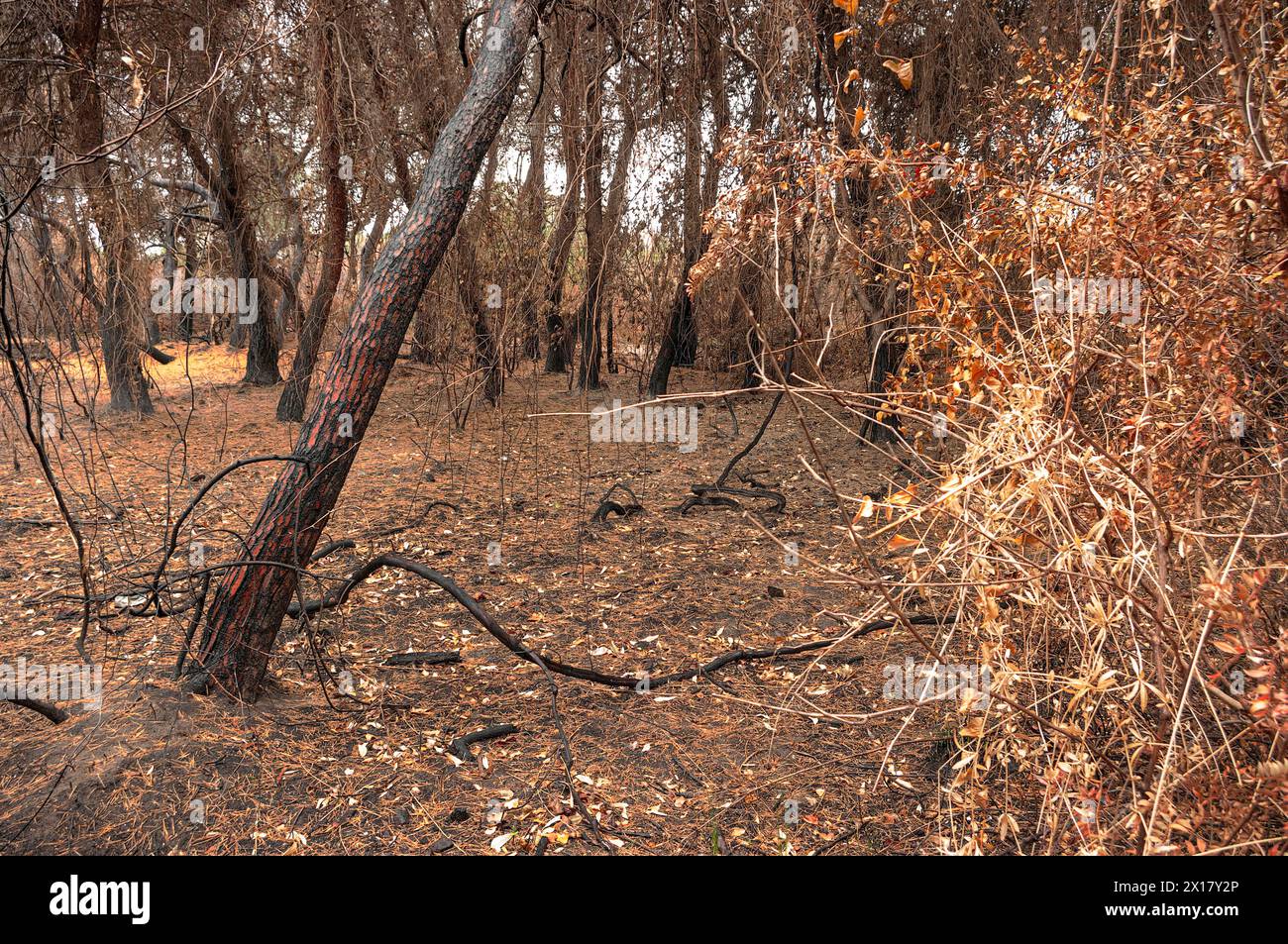 Fotografia orizzontale di una pineta bruciata intenzionalmente. Foto Stock