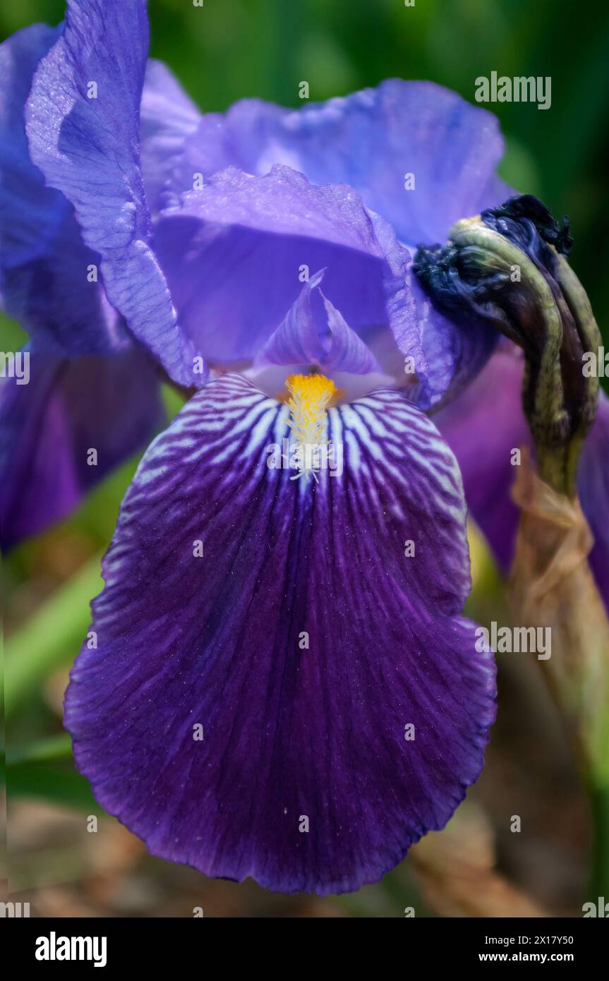 Montare il fiore del giglio. Iris boissieri. Foto Stock