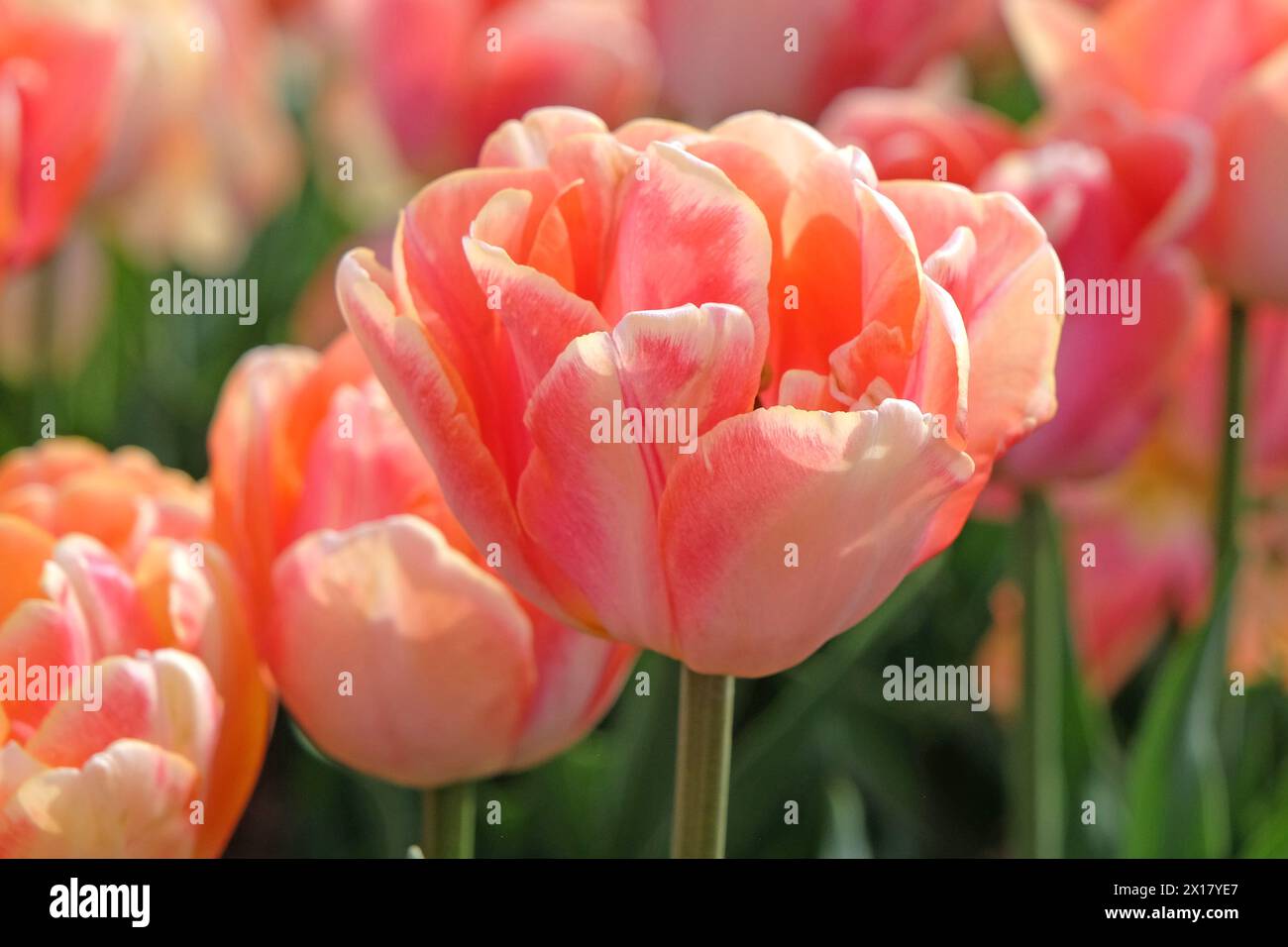 Tulipano doppio rosa e giallo, tulipano «foxy foxtrot» in fiore. Foto Stock