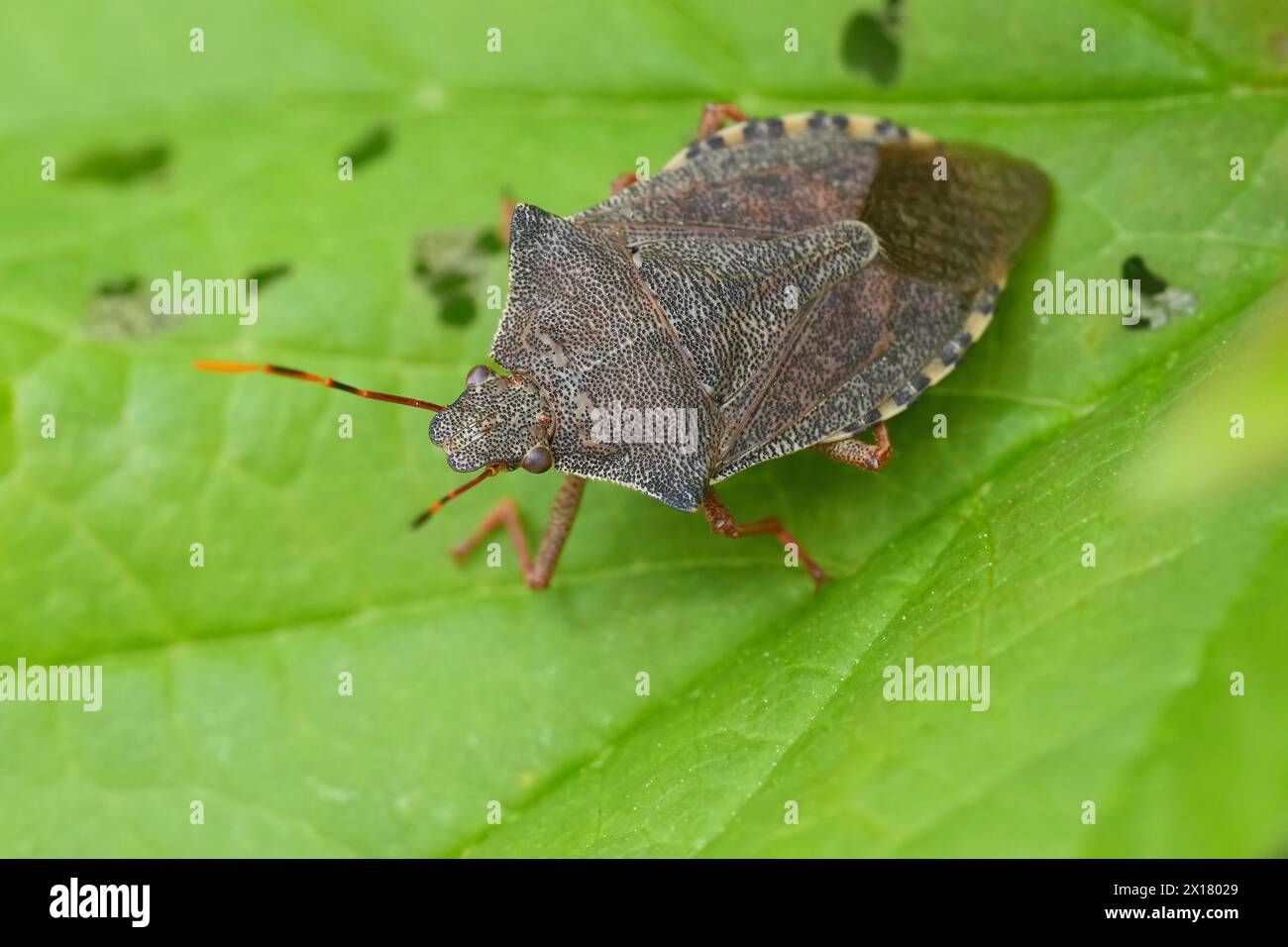 Primo piano naturale sulla cimice marrone della foglia di Dock, crema di crema su una foglia verde Foto Stock