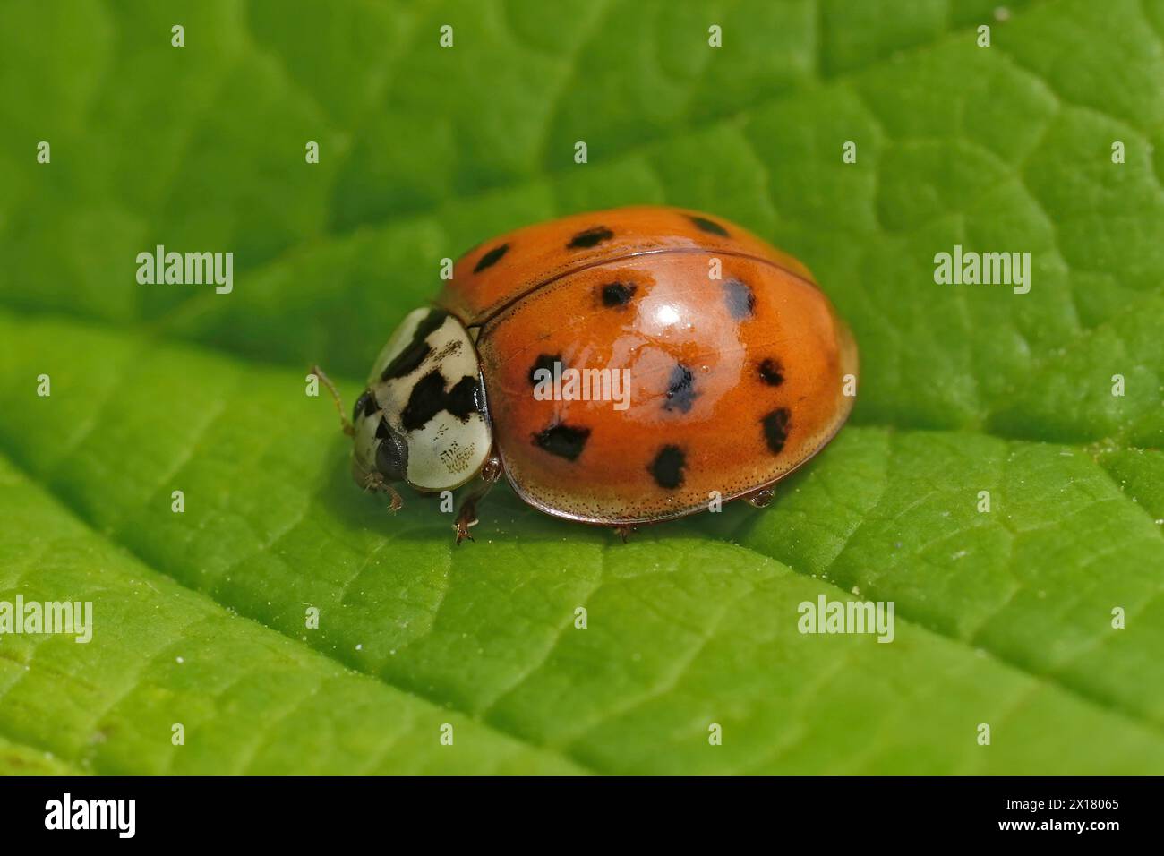 Primo piano dettagliato sulla forma rossa del ladybeetle asiatico, Harmonia axiridis , seduta su una foglia verde Foto Stock