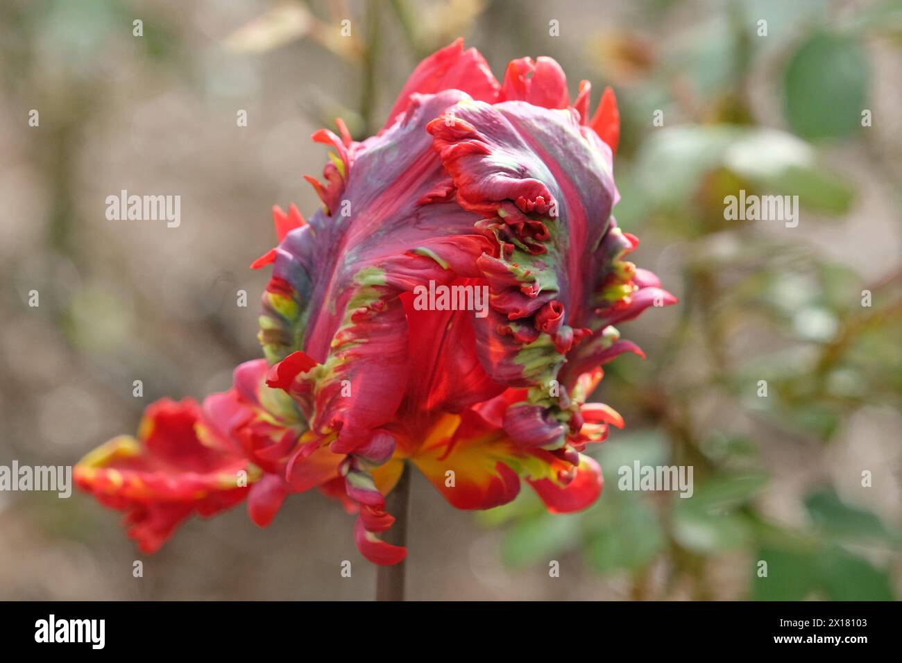 Pappagallo rosso tulipano, tulipa «rococò» in fiore. Foto Stock