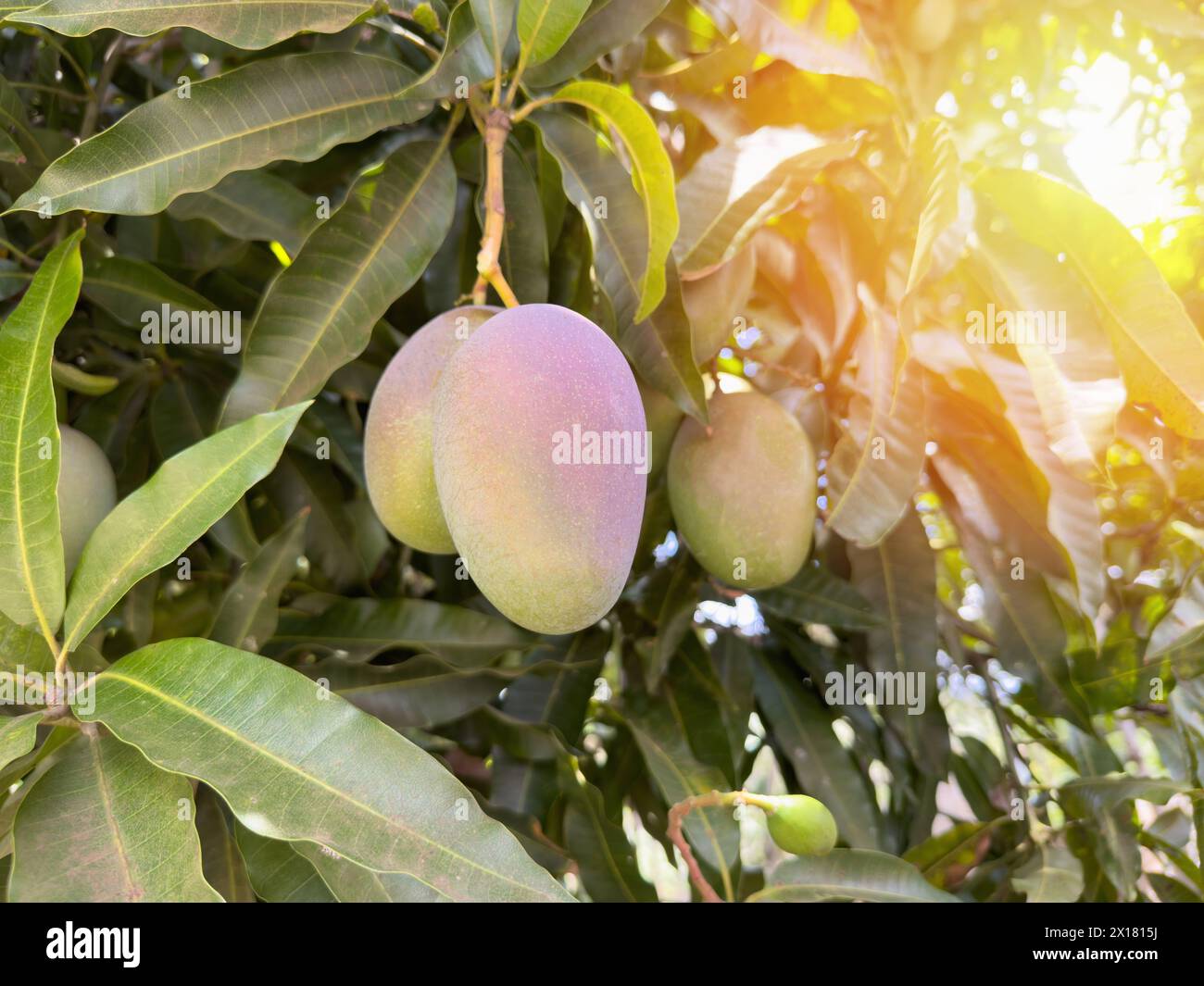 Mango frutta sana su sfondo foglia verde con luce solare Foto Stock