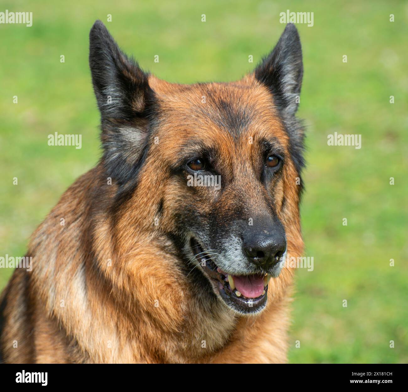 Ritratto di un vecchio pastore tedesco, femmina, su un prato a Ystad, Scania, Svezia, Scandinavia Foto Stock