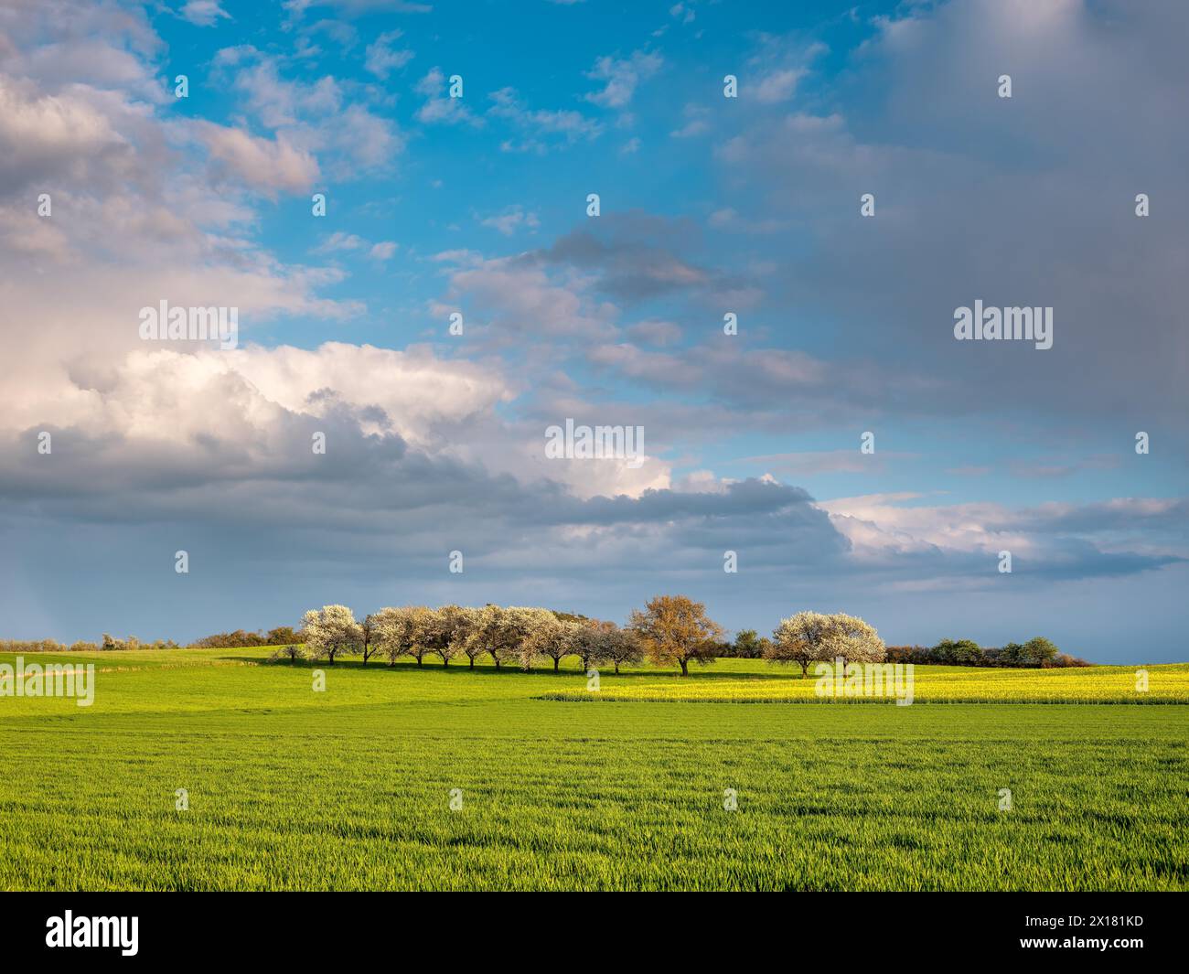 Paesaggio soleggiato con campi verdi lussureggianti, alberi e cieli nuvolosi, Assia, Germania Foto Stock