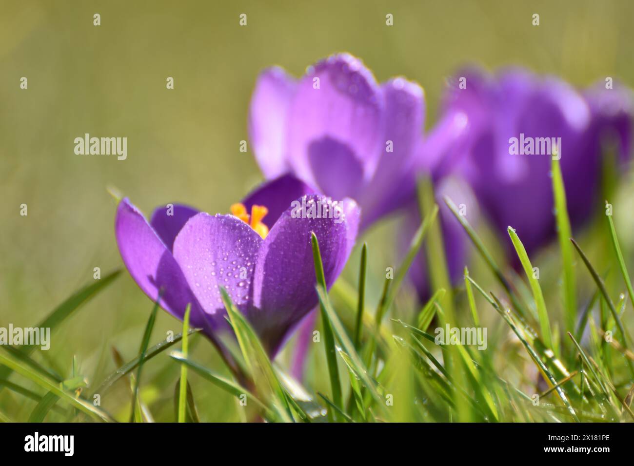 Croci viola ai margini del parco nazionale Hunsrueck-Hochwald, Renania-Palatinato, Germania Foto Stock