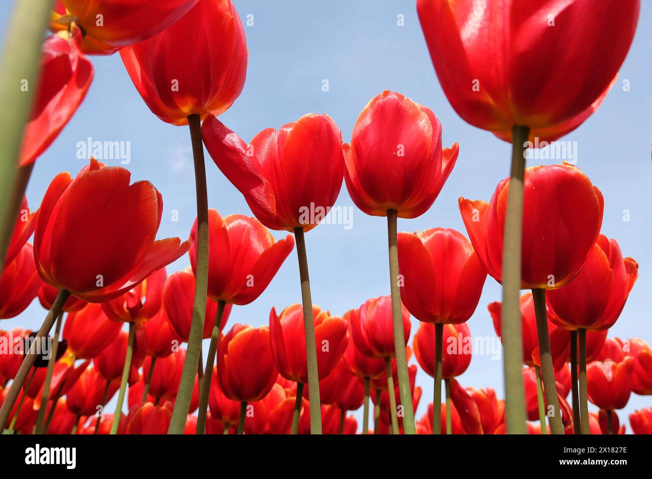 Tulipano ibrido darwin rosso e giallo, tulipa «ad Rem» in fiore, con sfondo blu del cielo. Foto Stock