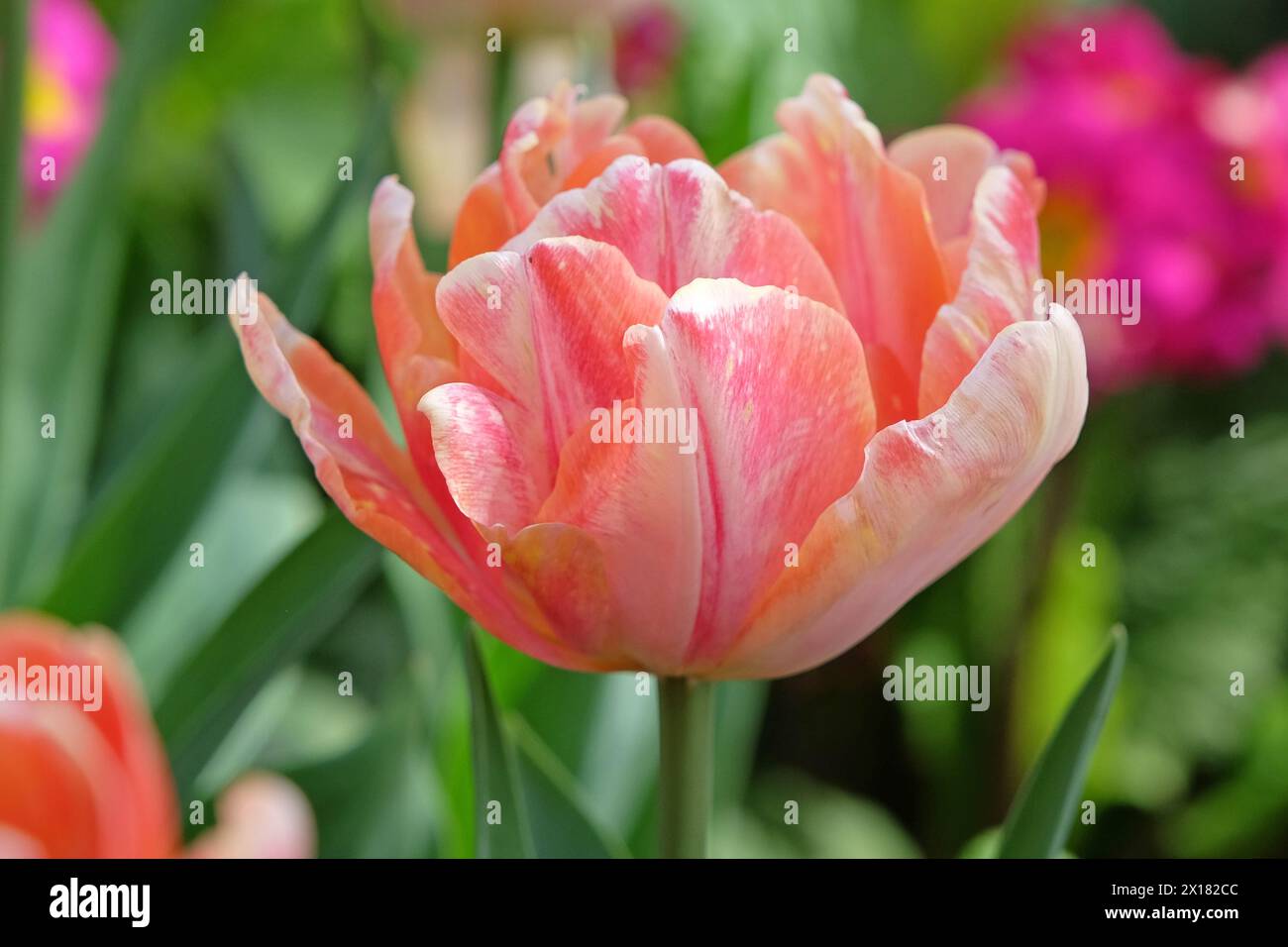 Tulipano doppio rosa e giallo, tulipano «foxy foxtrot» in fiore. Foto Stock